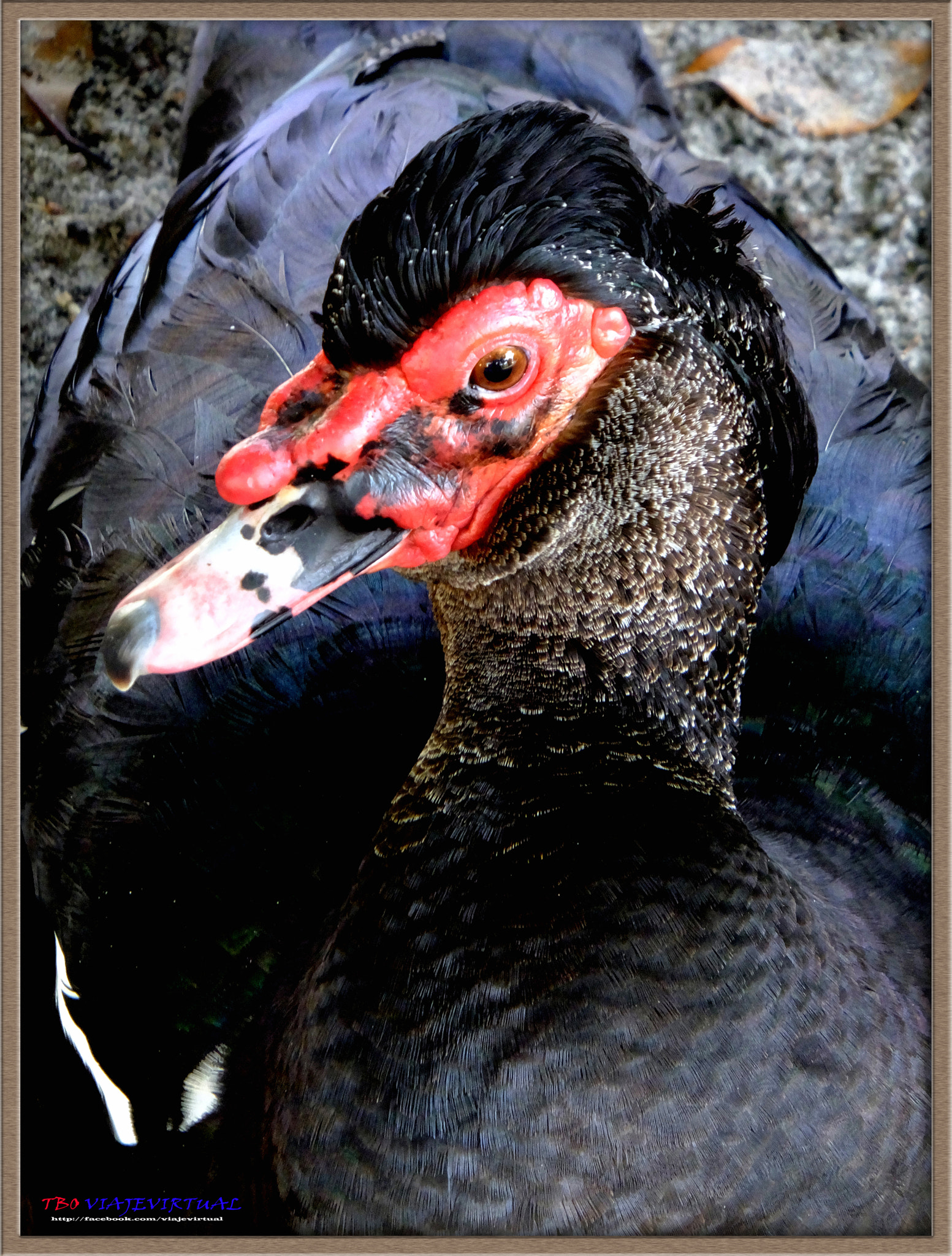 Fujifilm FinePix F850EXR sample photo. Muscovy, cairina moschata. photography