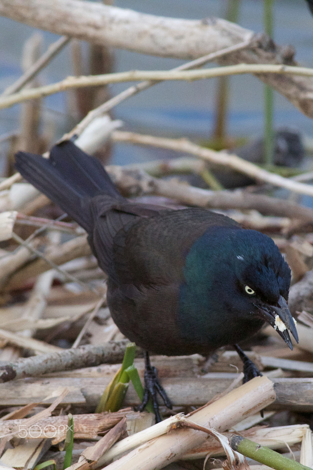 Canon EOS 60D + Canon EF 400mm F5.6L USM sample photo. Crackle bird photography