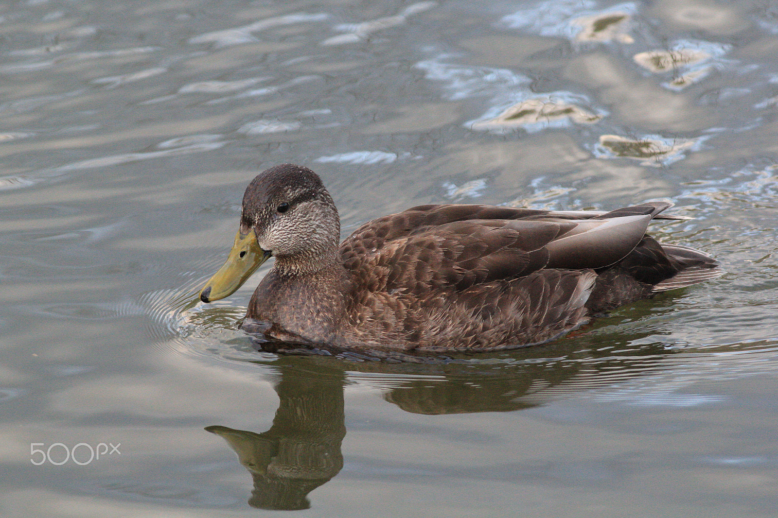 Canon EOS 60D + Canon EF 400mm F5.6L USM sample photo. Mallard duck photography