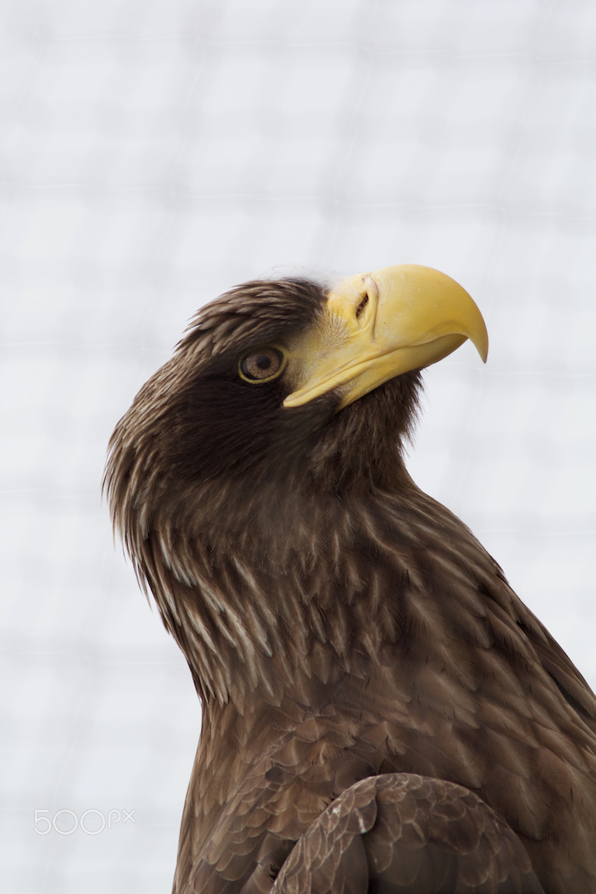 Canon EOS 60D + Canon EF 400mm F5.6L USM sample photo. Settler's eagle photography