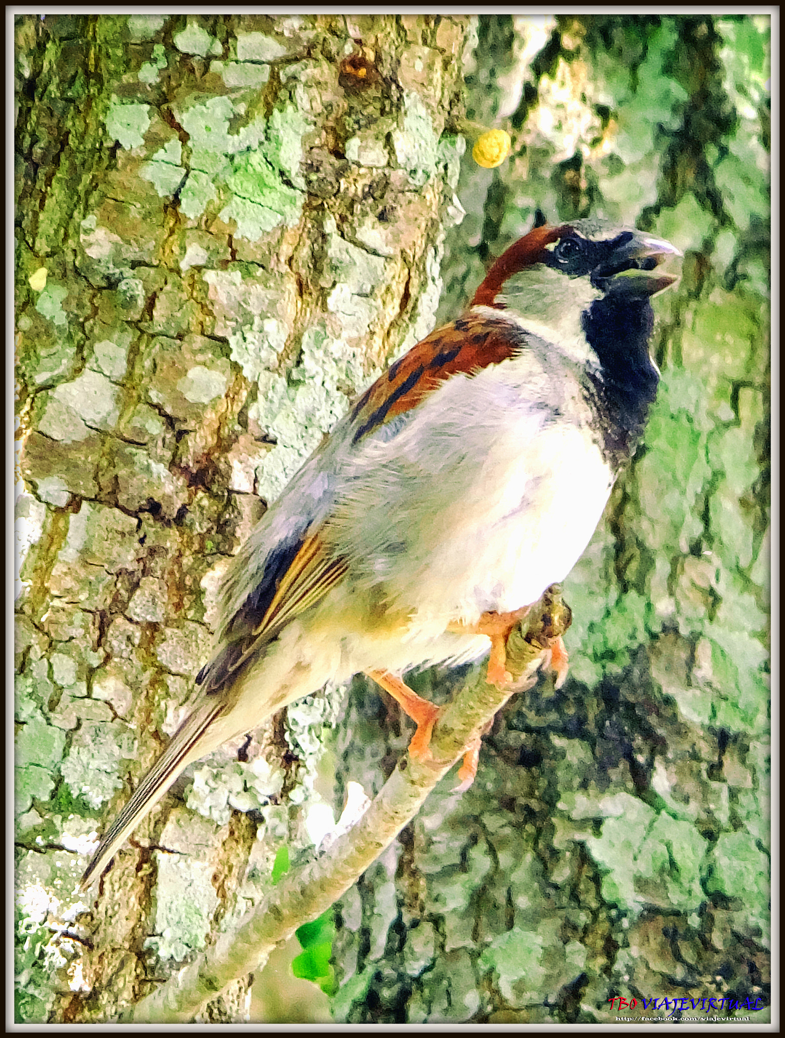 Fujifilm FinePix F850EXR sample photo. House sparrow, passer domesticus. photography