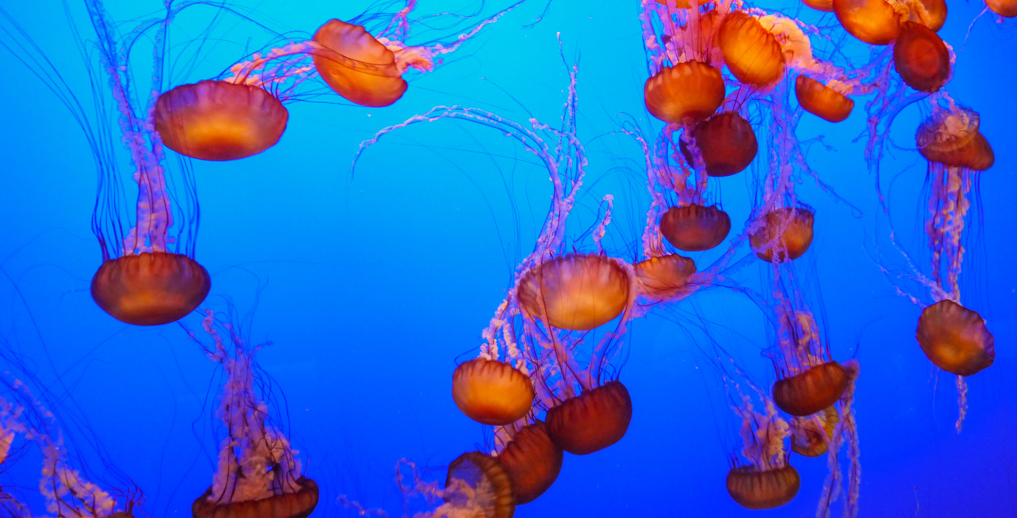 Panasonic Lumix DMC-GF3 sample photo. Orange jellyfish photography