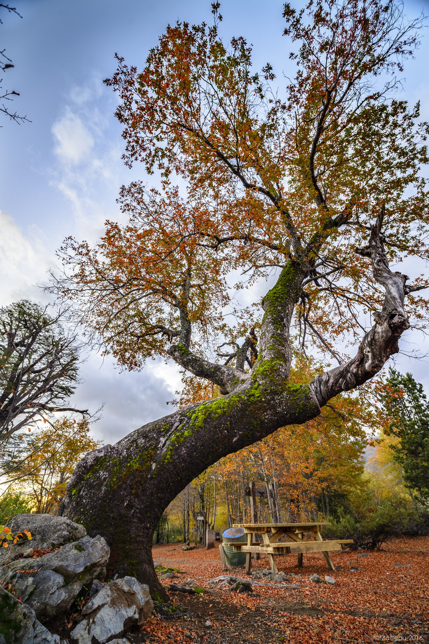 Nikon D600 sample photo. Arbol de otoño photography