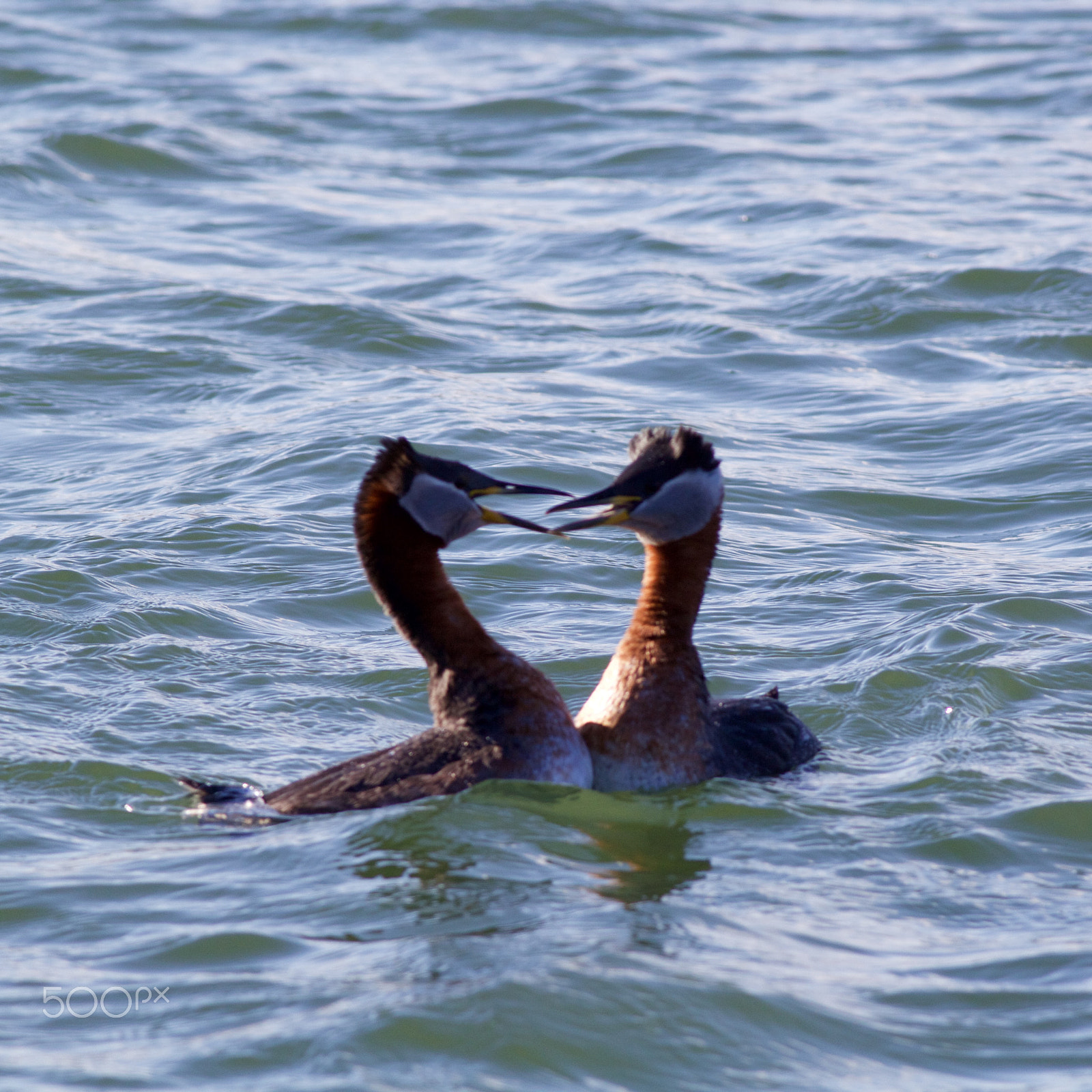 Canon EOS 60D + Canon EF 400mm F5.6L USM sample photo. Red necked grebes in love photography