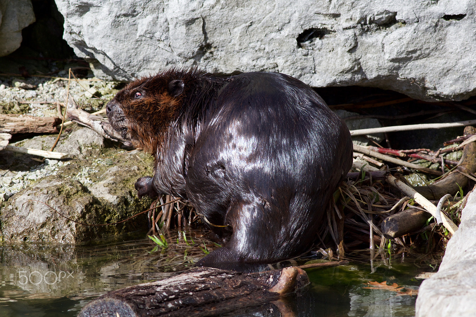 Canon EOS 60D + Canon EF 400mm F5.6L USM sample photo. Beaver observing photography