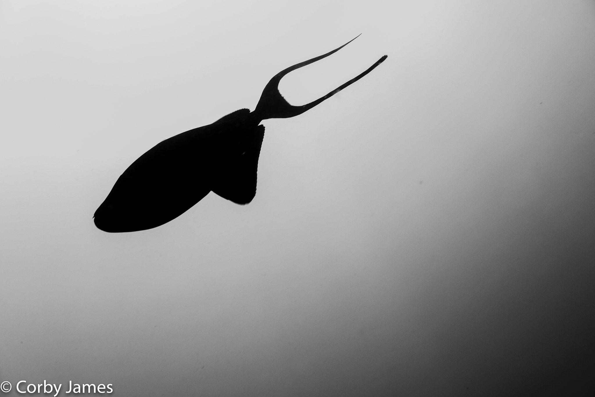 Canon EF-S 18-55mm F3.5-5.6 sample photo. Forked tail photography