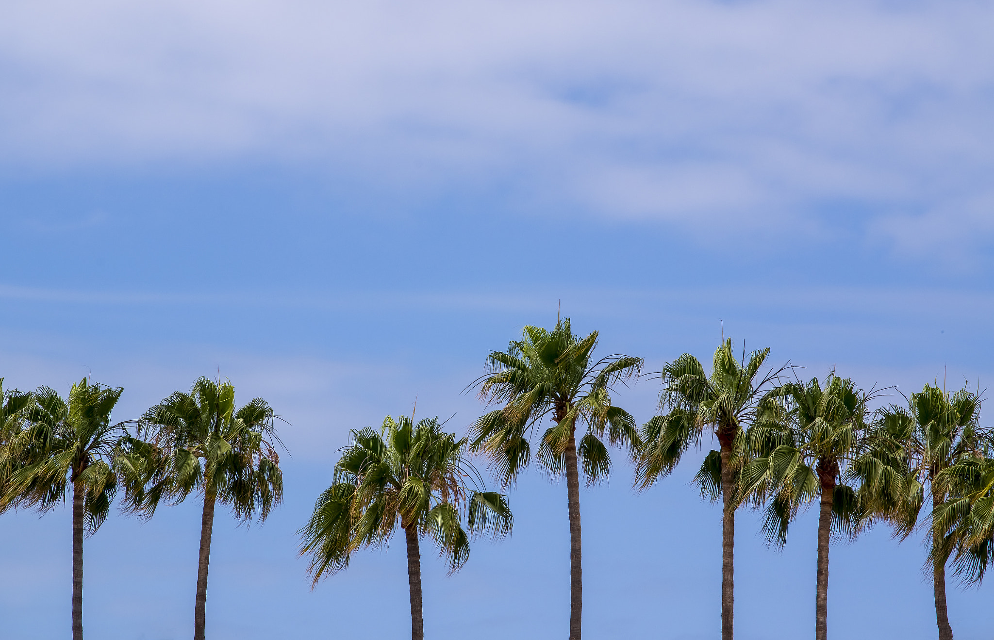 Sigma 17-70mm F2.8-4 DC Macro HSM | C sample photo. Paradise found photography