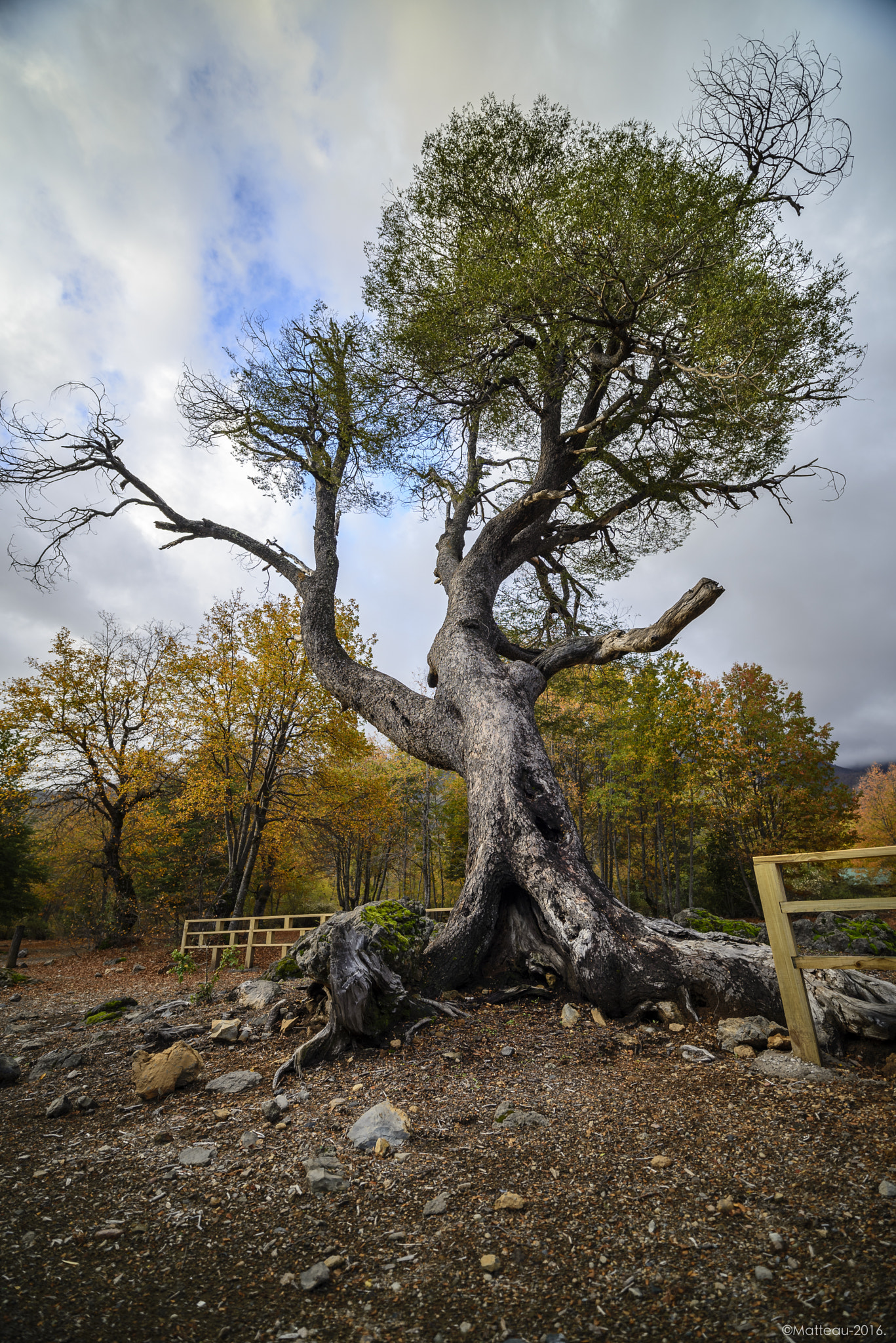 Nikon D600 sample photo. Arbol de otoño 2 photography