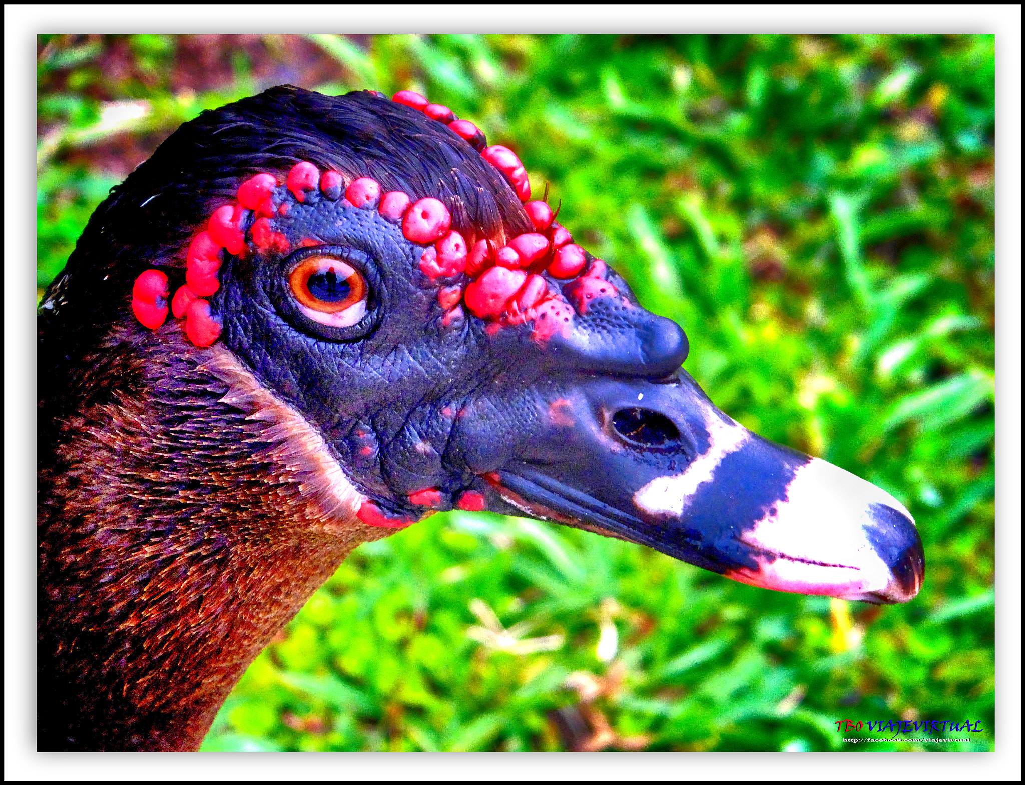 Fujifilm FinePix F850EXR sample photo. Portrait duck. muscovy. cairina moschata. photography