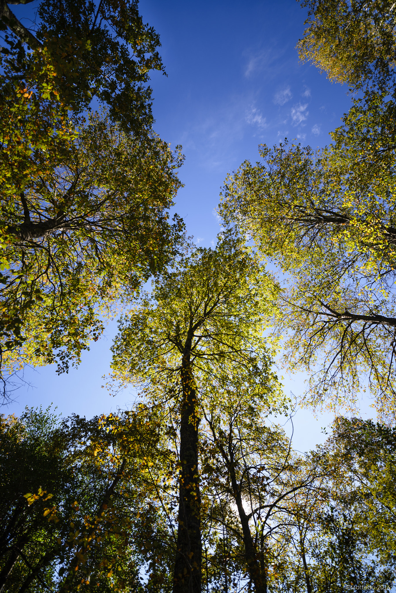Nikon D600 sample photo. Bosque de arboles photography