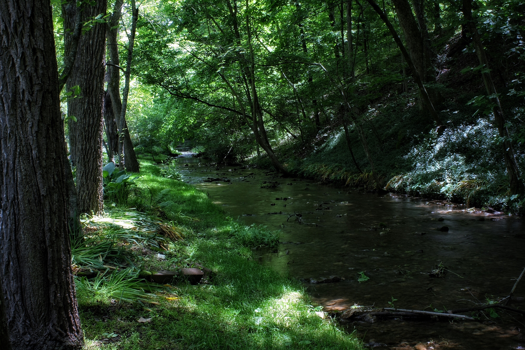 Canon EF-S 18-55mm F3.5-5.6 IS sample photo. Forrest creek photography