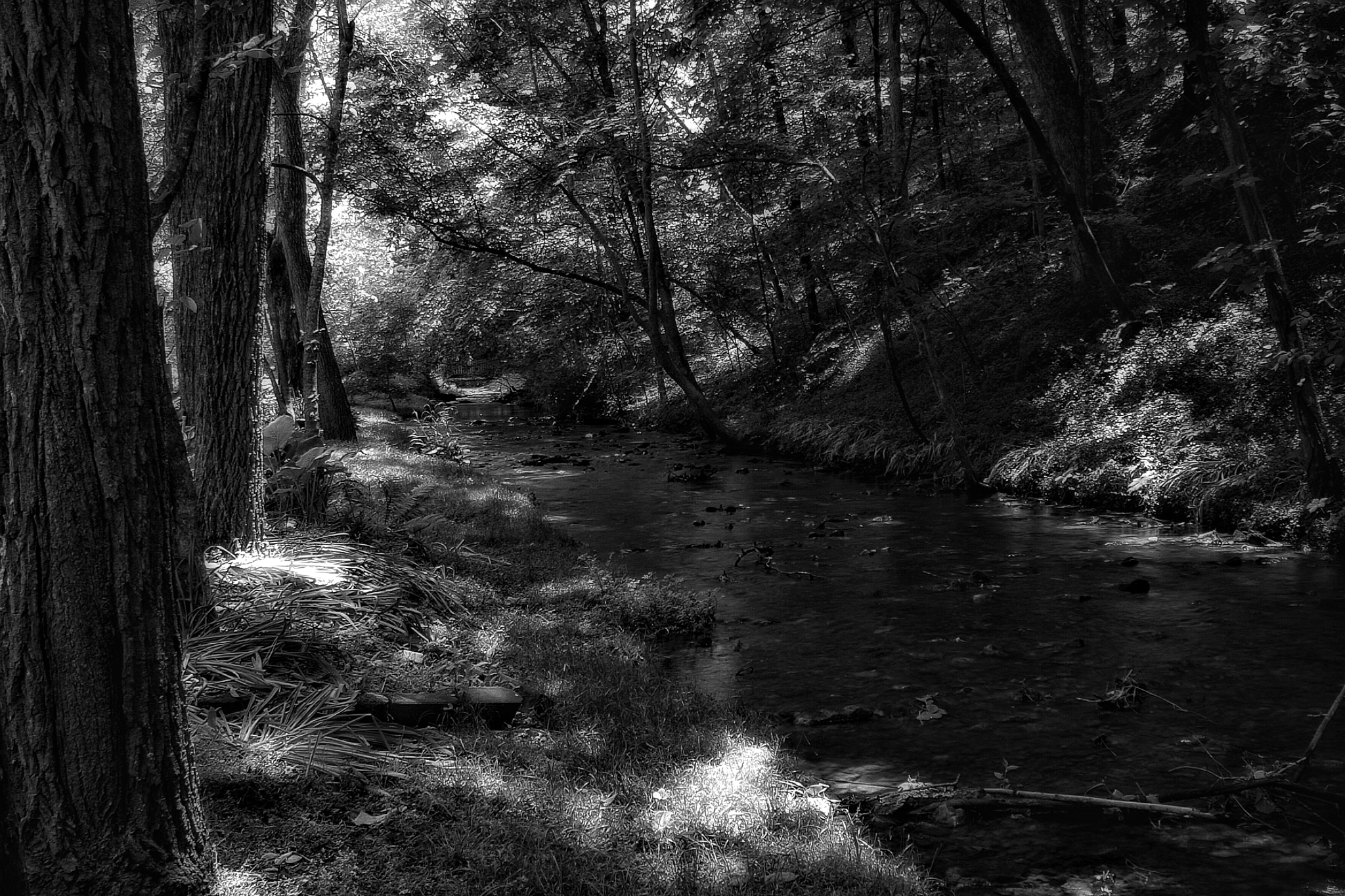 Canon EOS 1000D (EOS Digital Rebel XS / EOS Kiss F) + Canon EF-S 18-55mm F3.5-5.6 IS sample photo. Forest creek in b&w photography