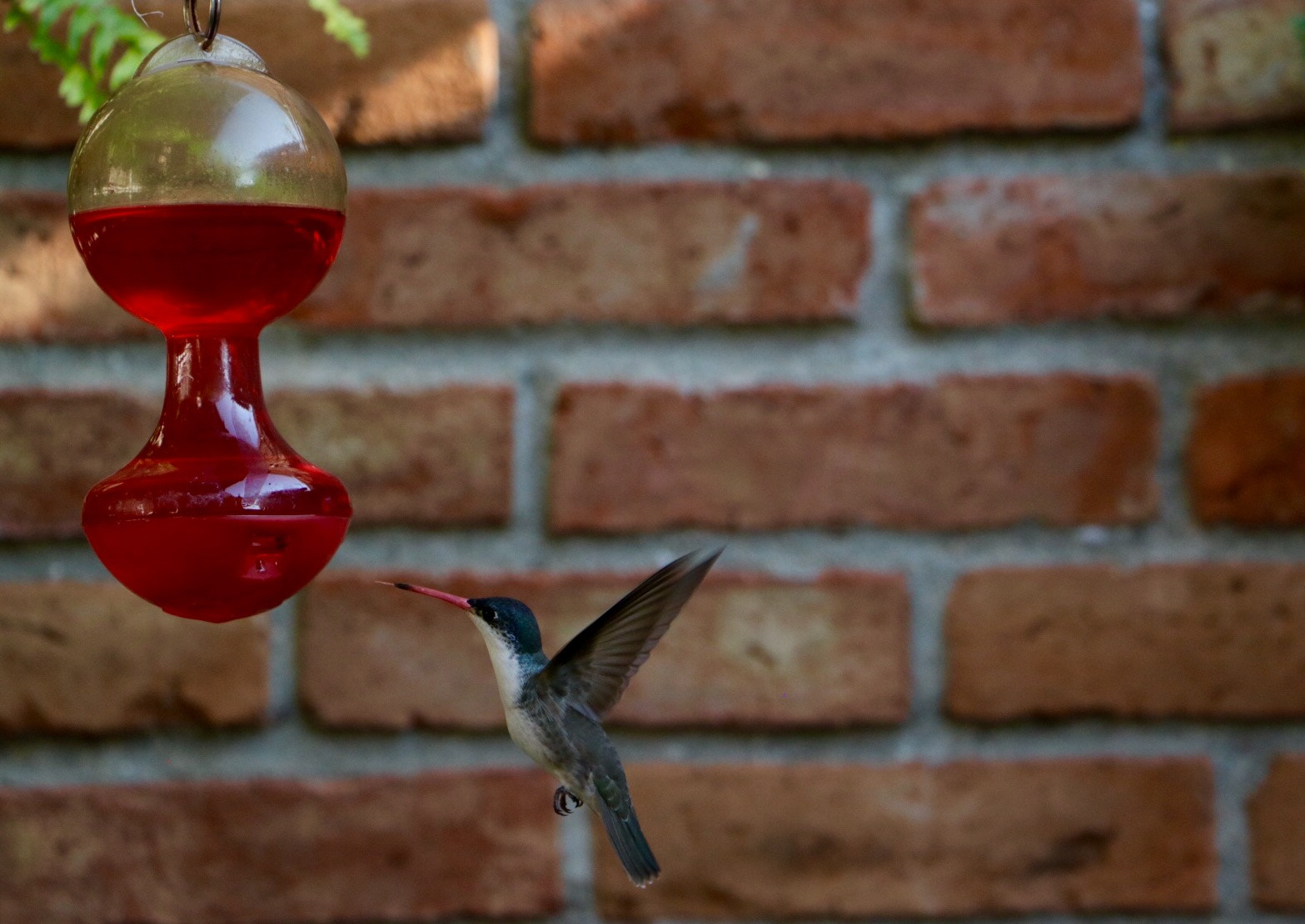 Canon EOS 760D (EOS Rebel T6s / EOS 8000D) sample photo. Colibrí photography