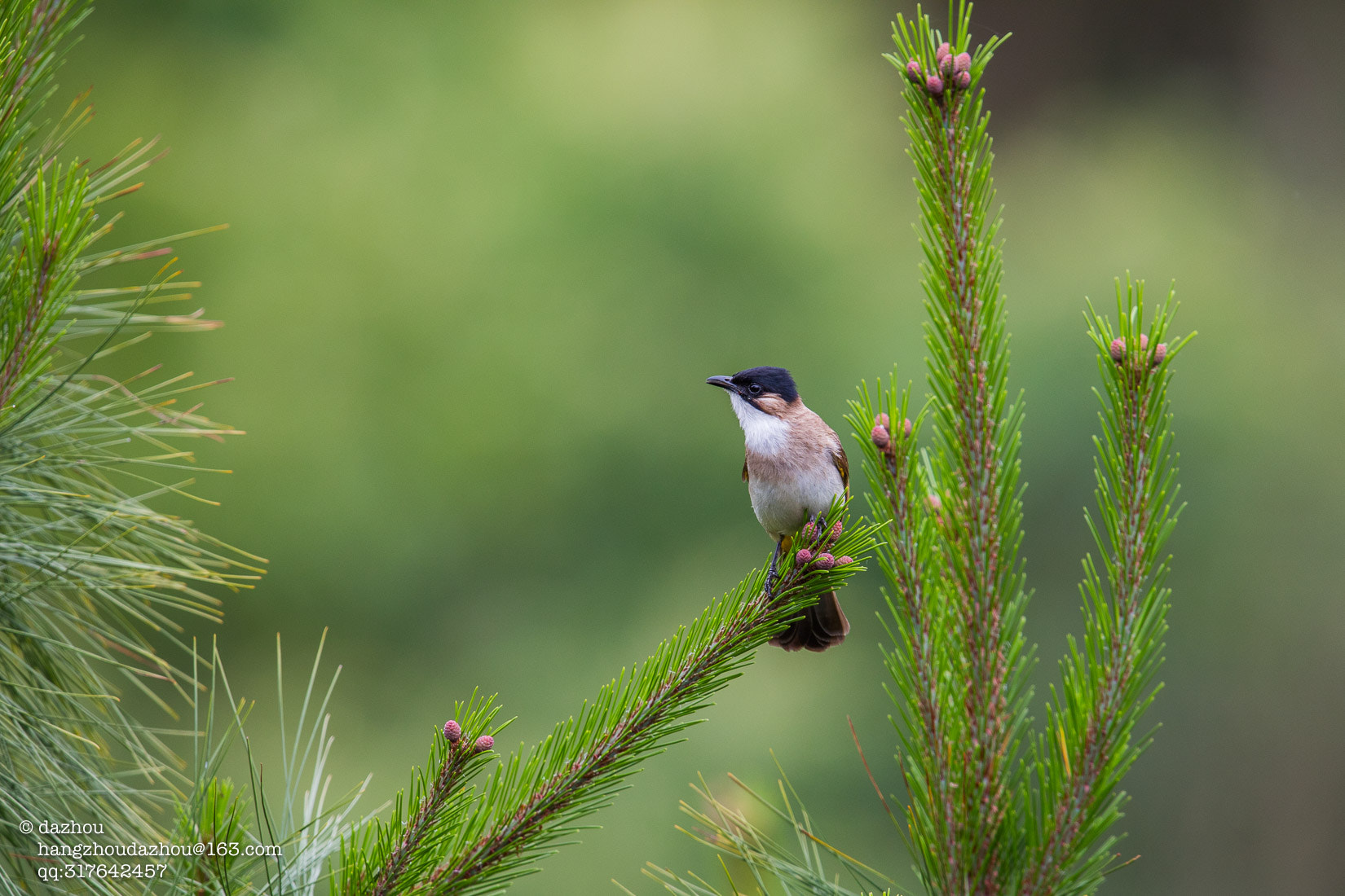 Canon EF 600mm F4L IS II USM sample photo. Spring of birds photography