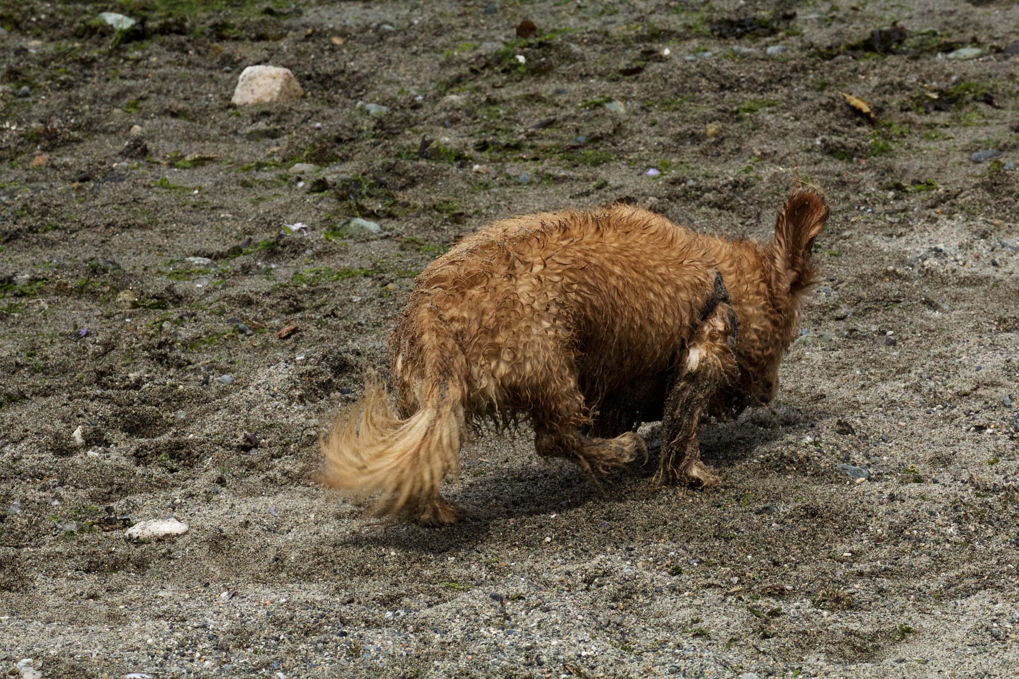 Canon EF 70-300mm F4-5.6L IS USM sample photo. Dog on the beach photography