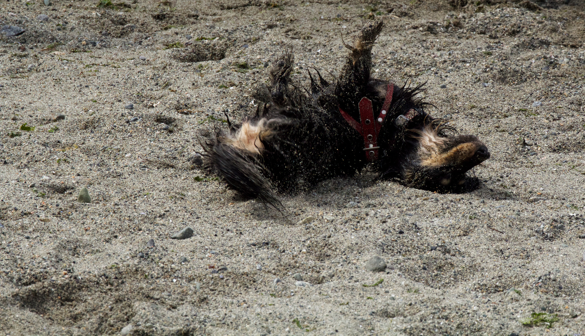 Canon EF 70-300mm F4-5.6L IS USM sample photo. Dog on the beach photography