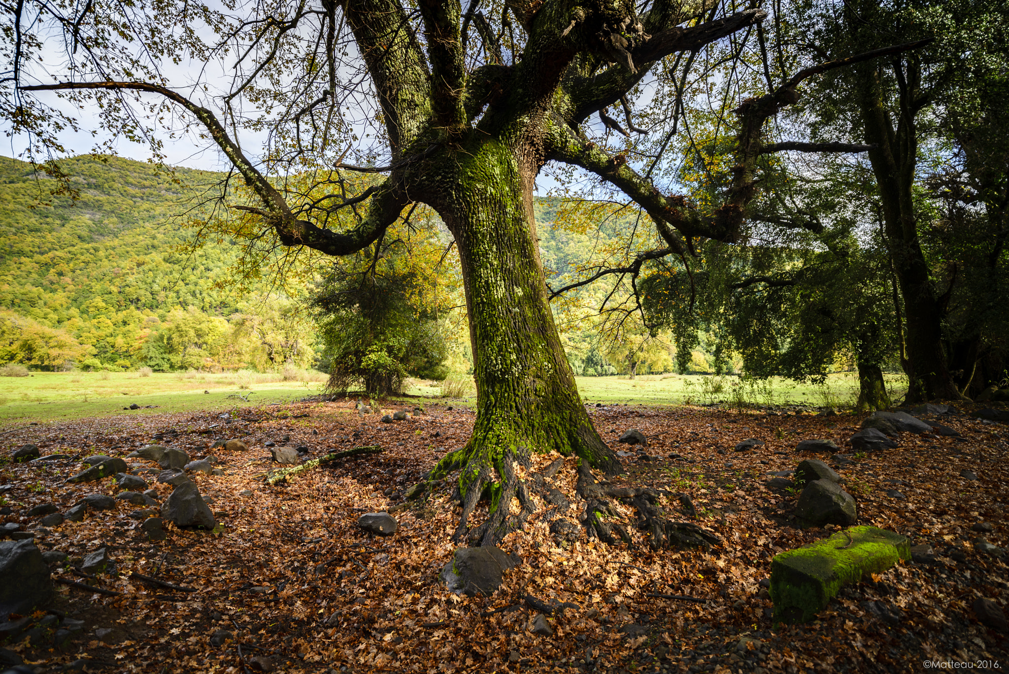 Nikon D600 sample photo. Arbol milenario photography