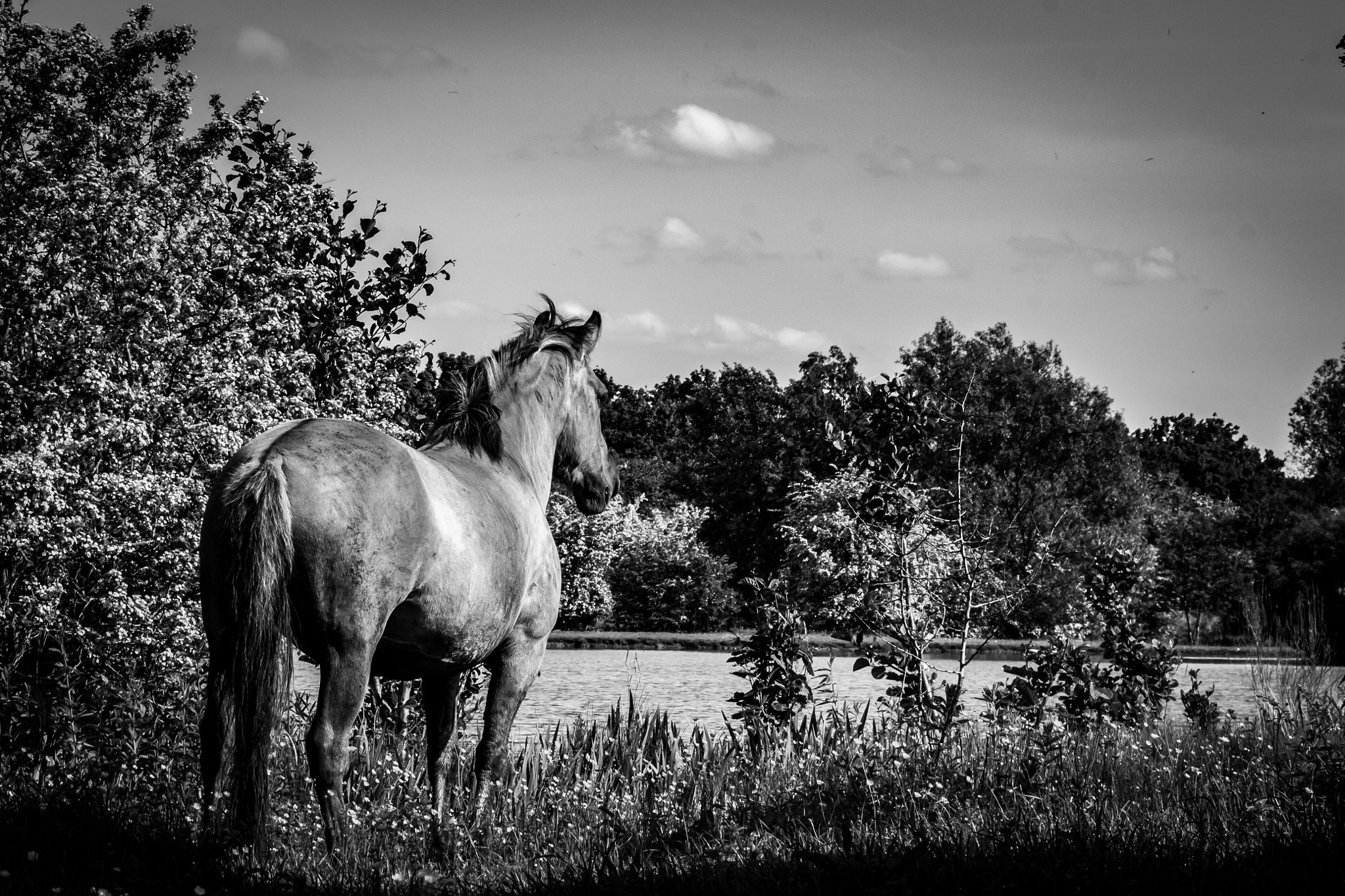 Canon EOS 100D (EOS Rebel SL1 / EOS Kiss X7) + Canon EF 100mm F2.8L Macro IS USM sample photo. Daydreaming horse photography
