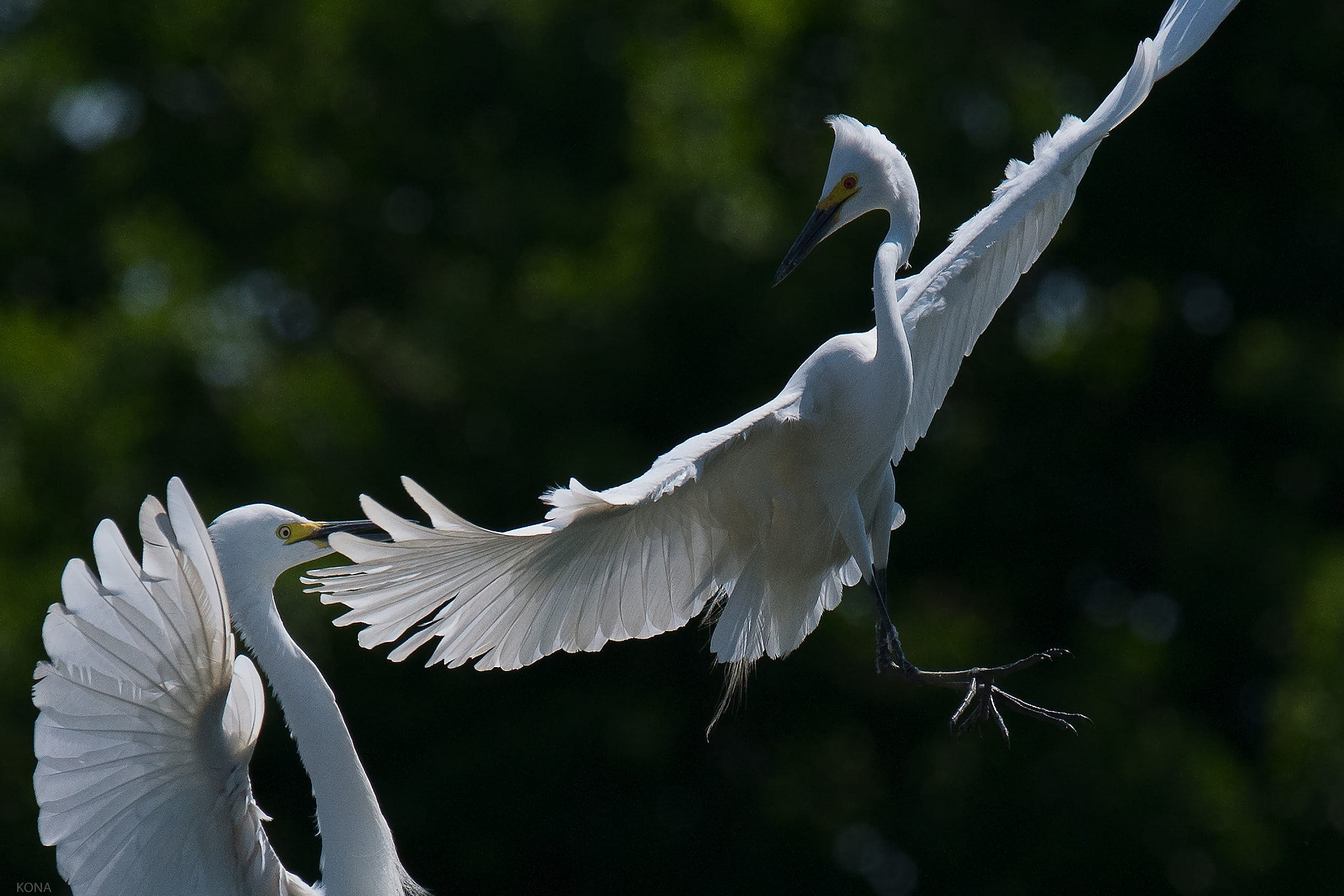 Nikon AF-S Nikkor 400mm F2.8G ED VR II sample photo. Sagi photography