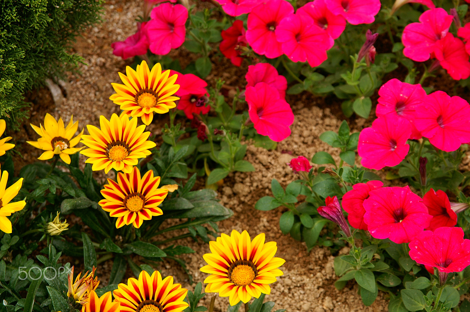 KONICA MINOLTA ALPHA-7 DIGITAL sample photo. Flowers photography