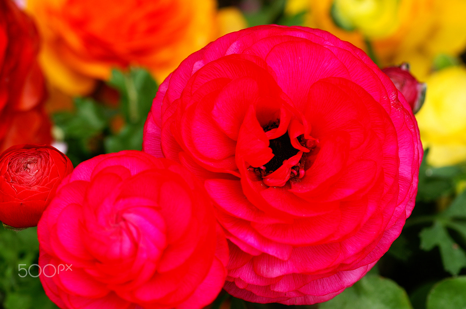 KONICA MINOLTA ALPHA-7 DIGITAL sample photo. Flowers photography