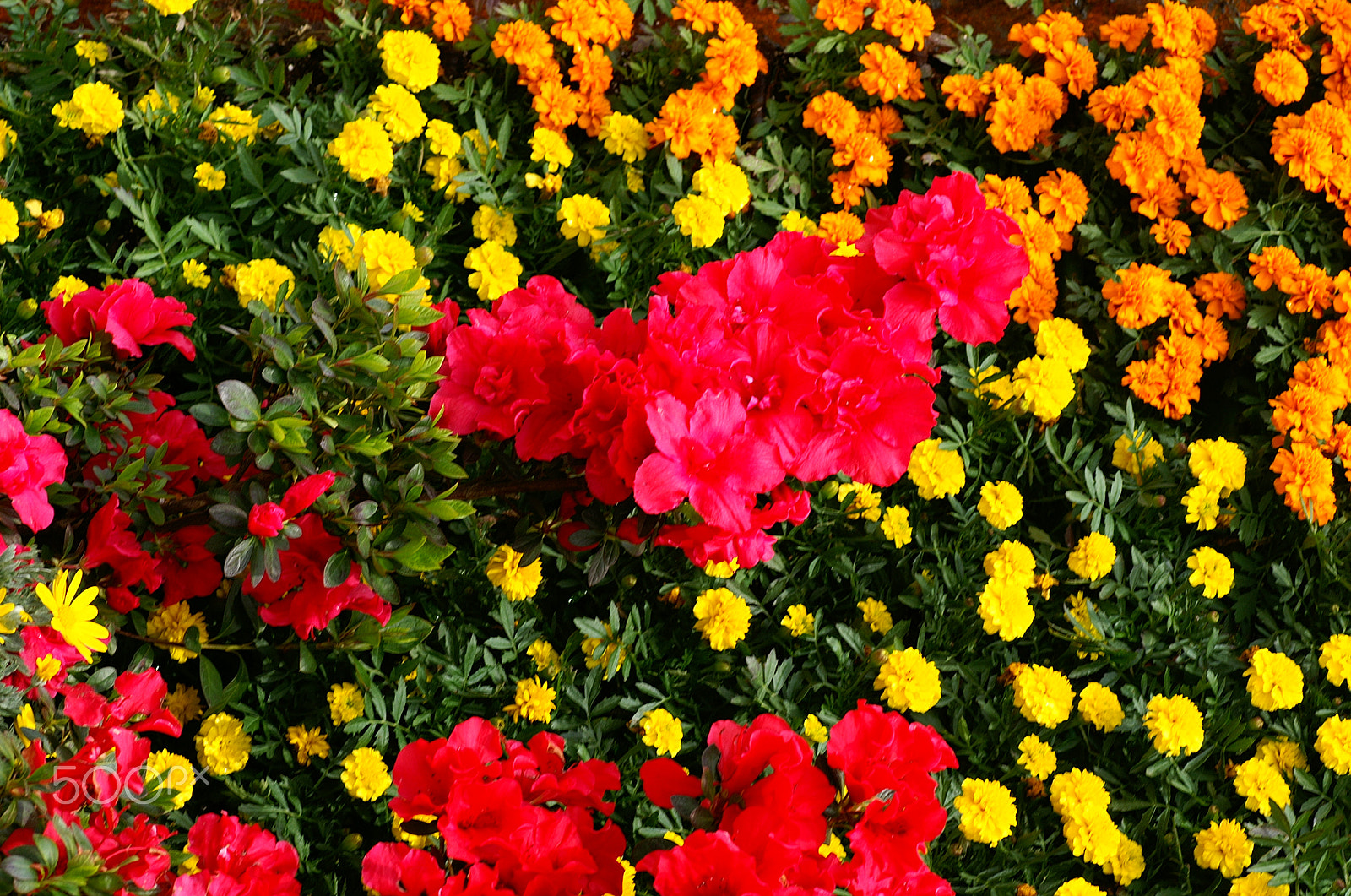 KONICA MINOLTA ALPHA-7 DIGITAL sample photo. Flowers photography