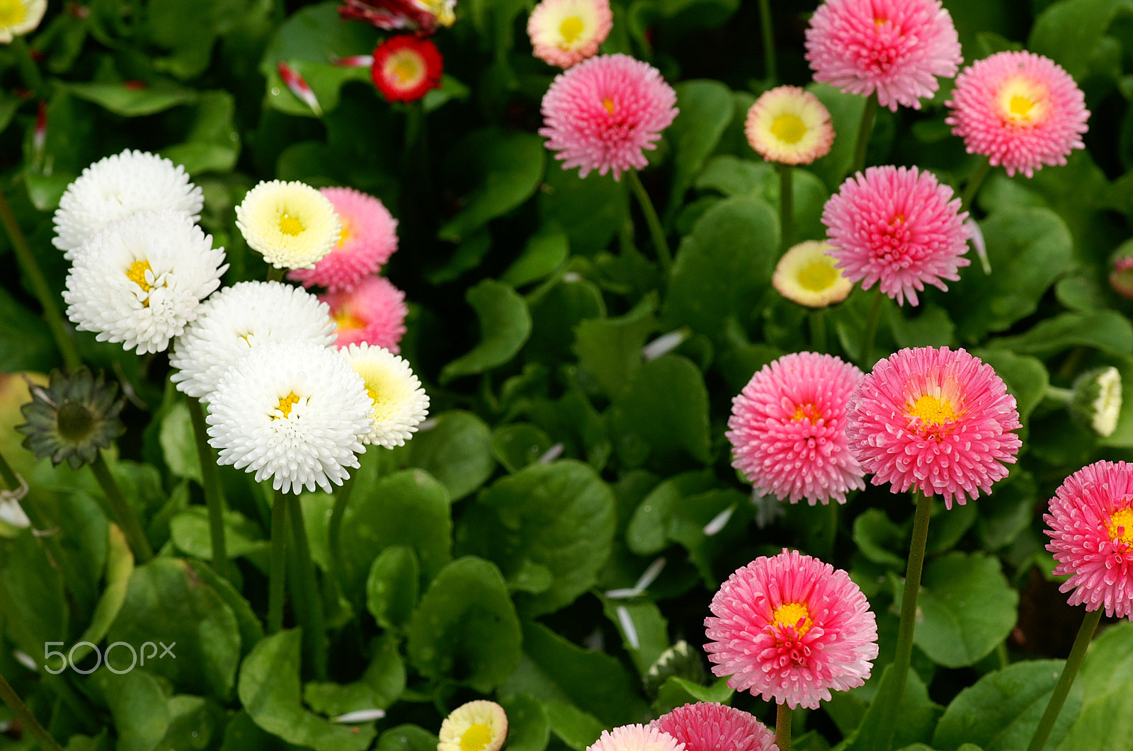 KONICA MINOLTA ALPHA-7 DIGITAL sample photo. Flowers photography
