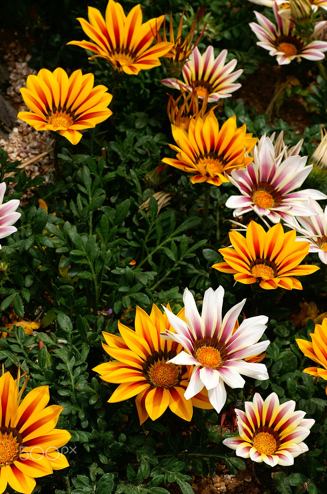 KONICA MINOLTA ALPHA-7 DIGITAL sample photo. Flowers photography