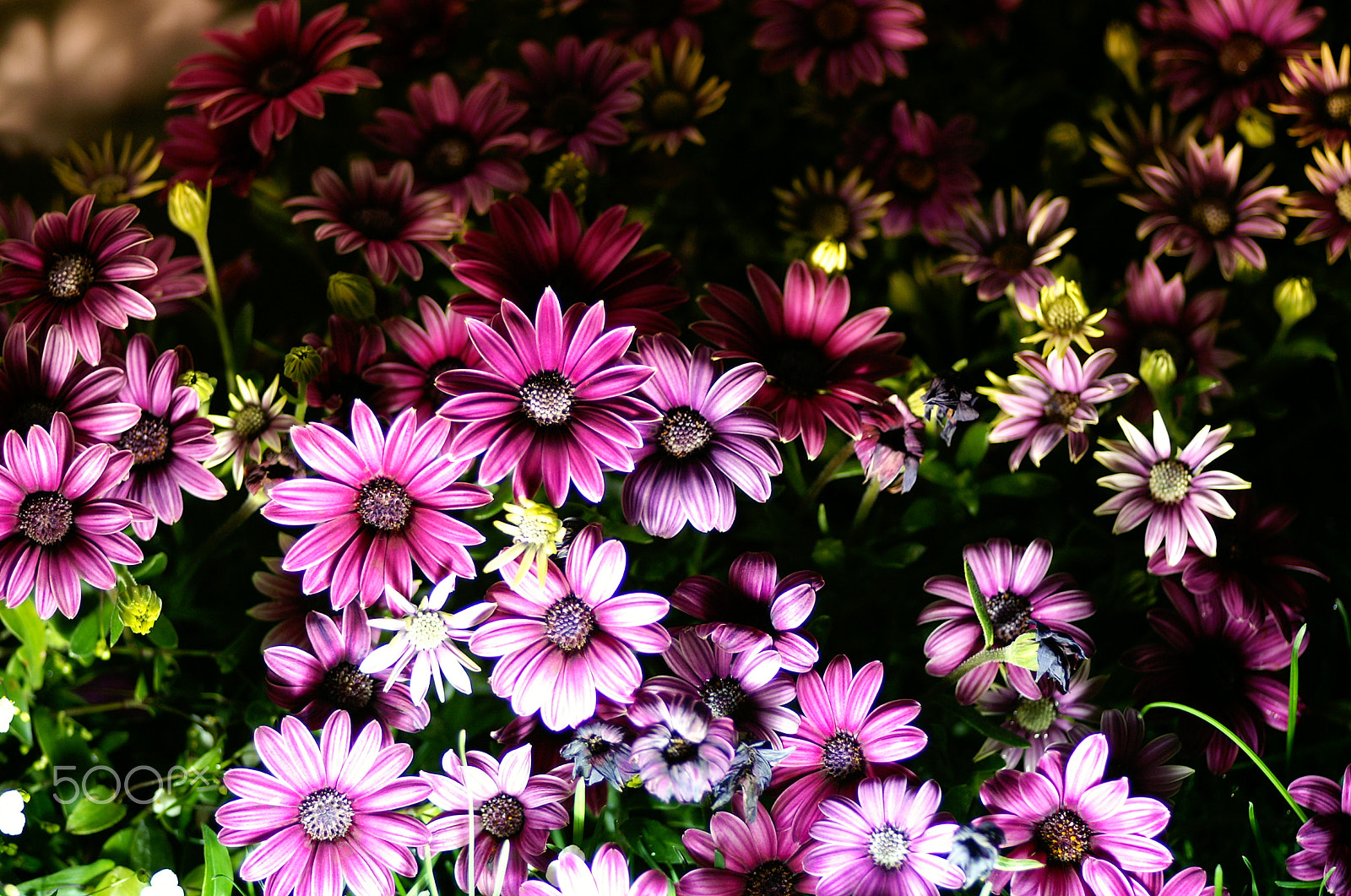 KONICA MINOLTA ALPHA-7 DIGITAL sample photo. Flowers photography