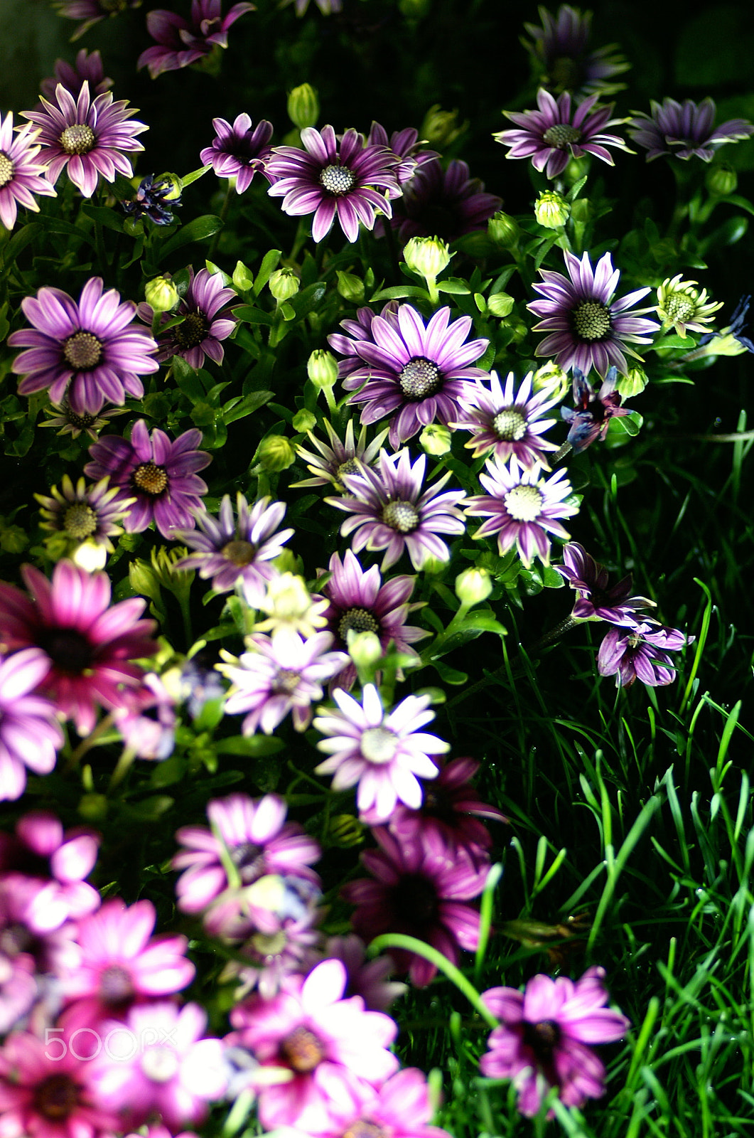KONICA MINOLTA ALPHA-7 DIGITAL sample photo. Flowers photography