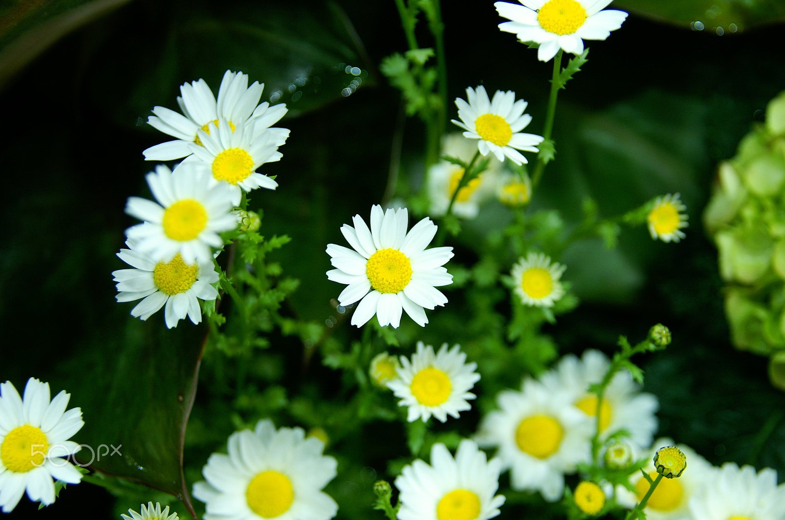 KONICA MINOLTA ALPHA-7 DIGITAL sample photo. Flowers photography