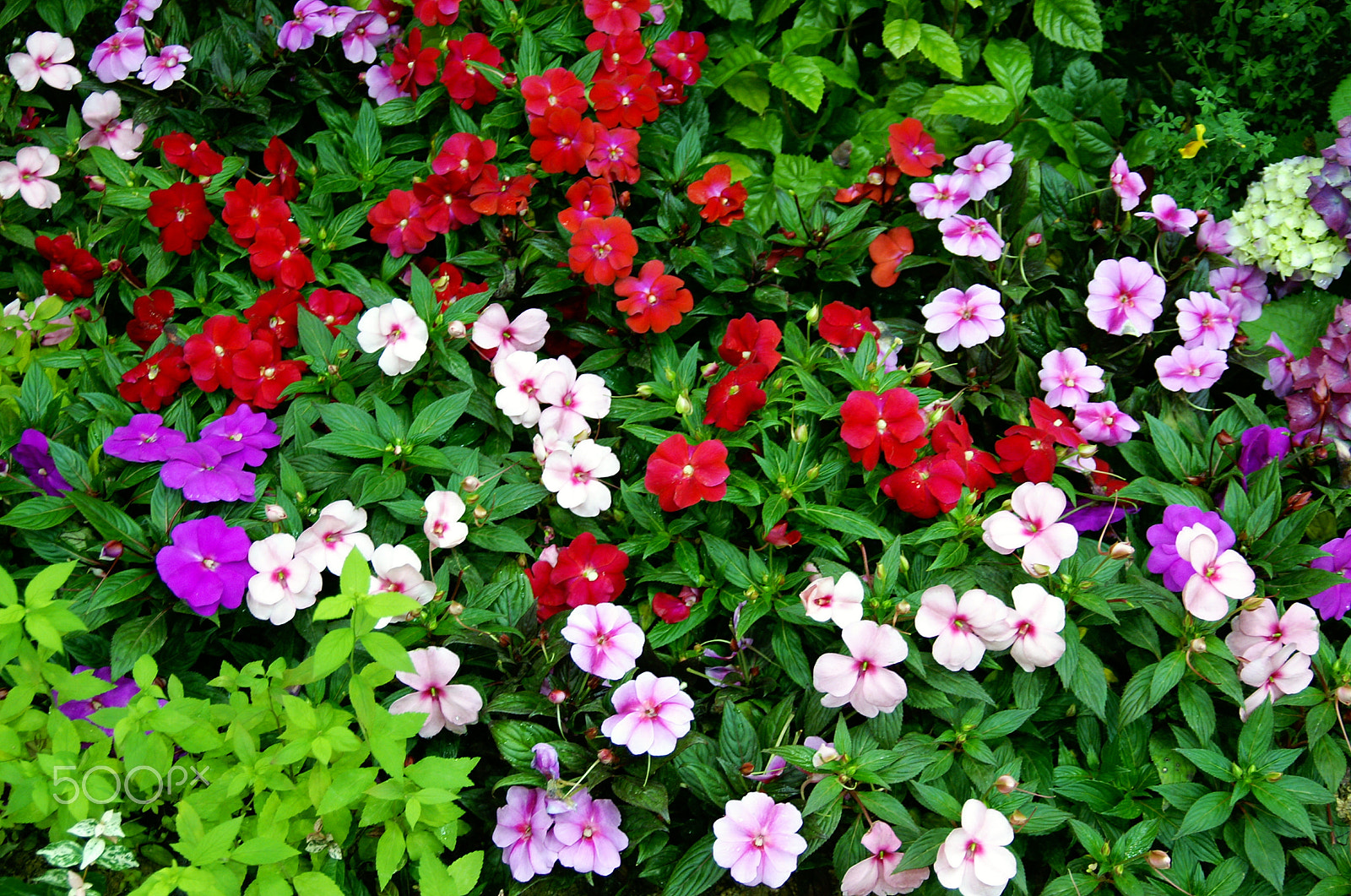 KONICA MINOLTA ALPHA-7 DIGITAL sample photo. Flowers photography