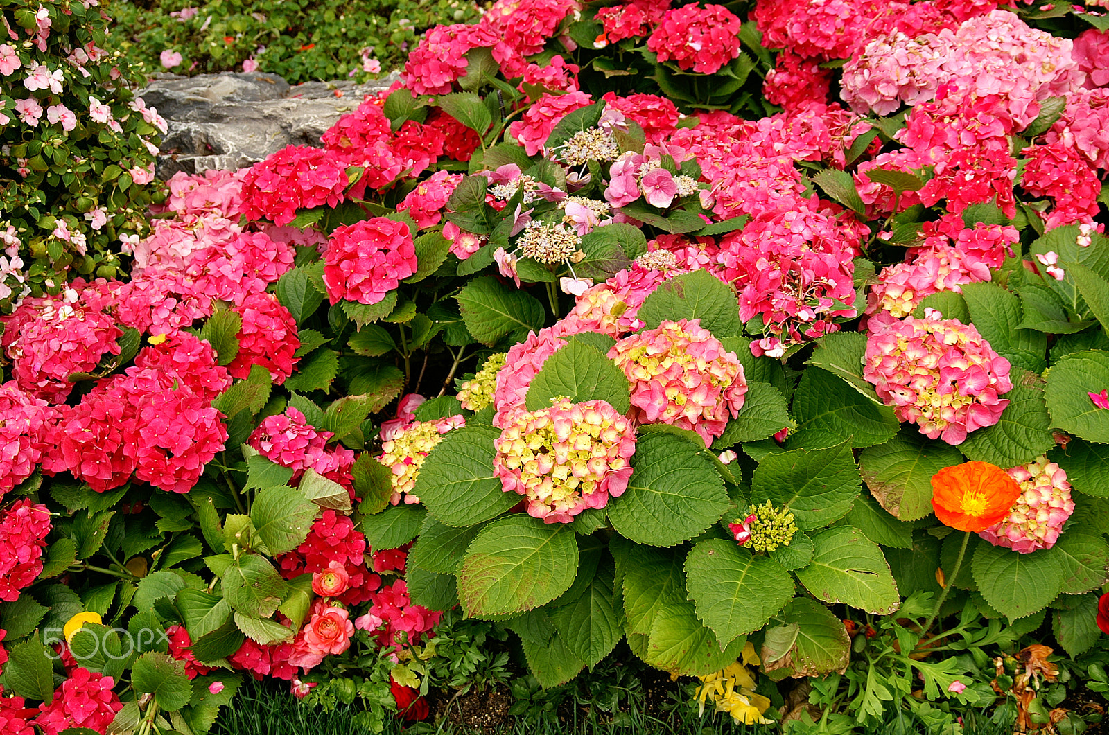 KONICA MINOLTA ALPHA-7 DIGITAL sample photo. Flowers photography