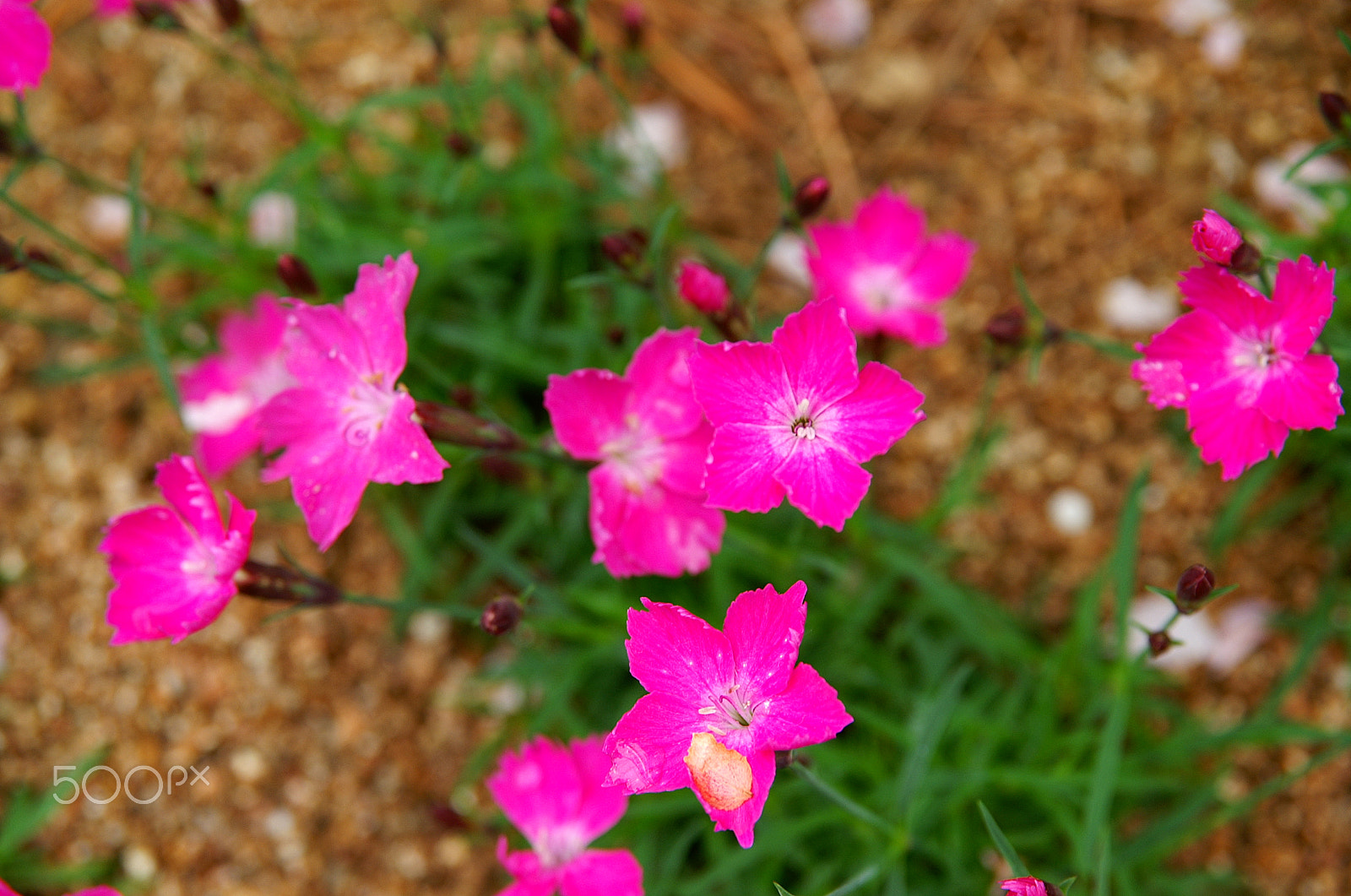 KONICA MINOLTA ALPHA-7 DIGITAL + Sigma 17-70mm F2.8-4.5 (D) sample photo. Flowers photography