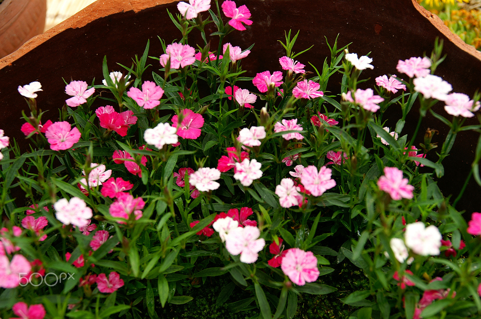 KONICA MINOLTA ALPHA-7 DIGITAL sample photo. Flowers photography