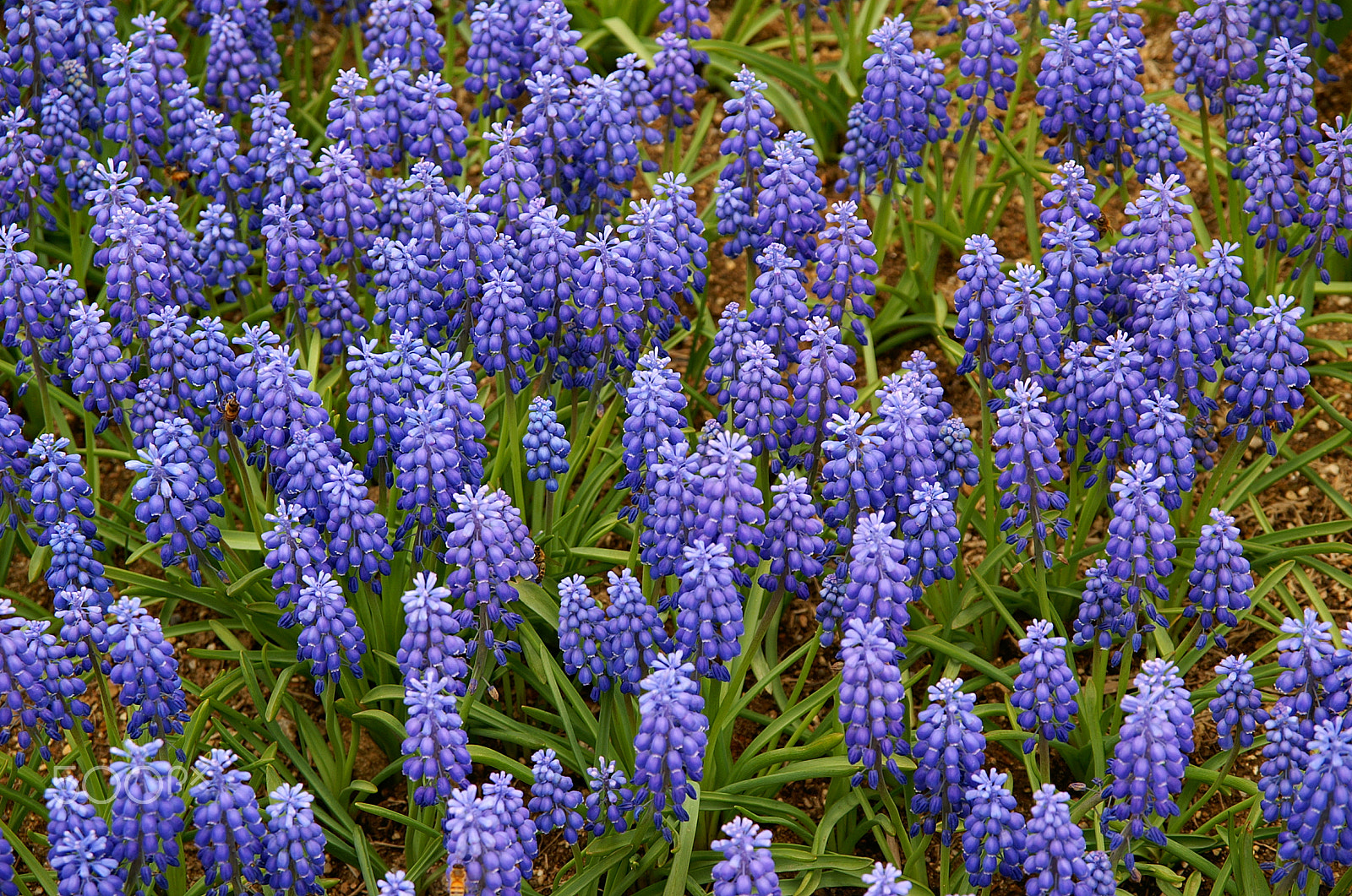 KONICA MINOLTA ALPHA-7 DIGITAL sample photo. Flowers photography