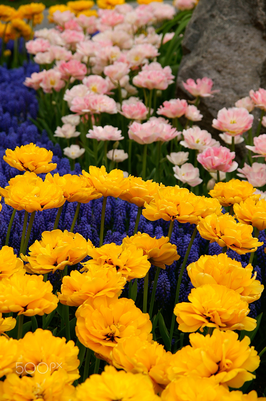 KONICA MINOLTA ALPHA-7 DIGITAL sample photo. Flowers photography