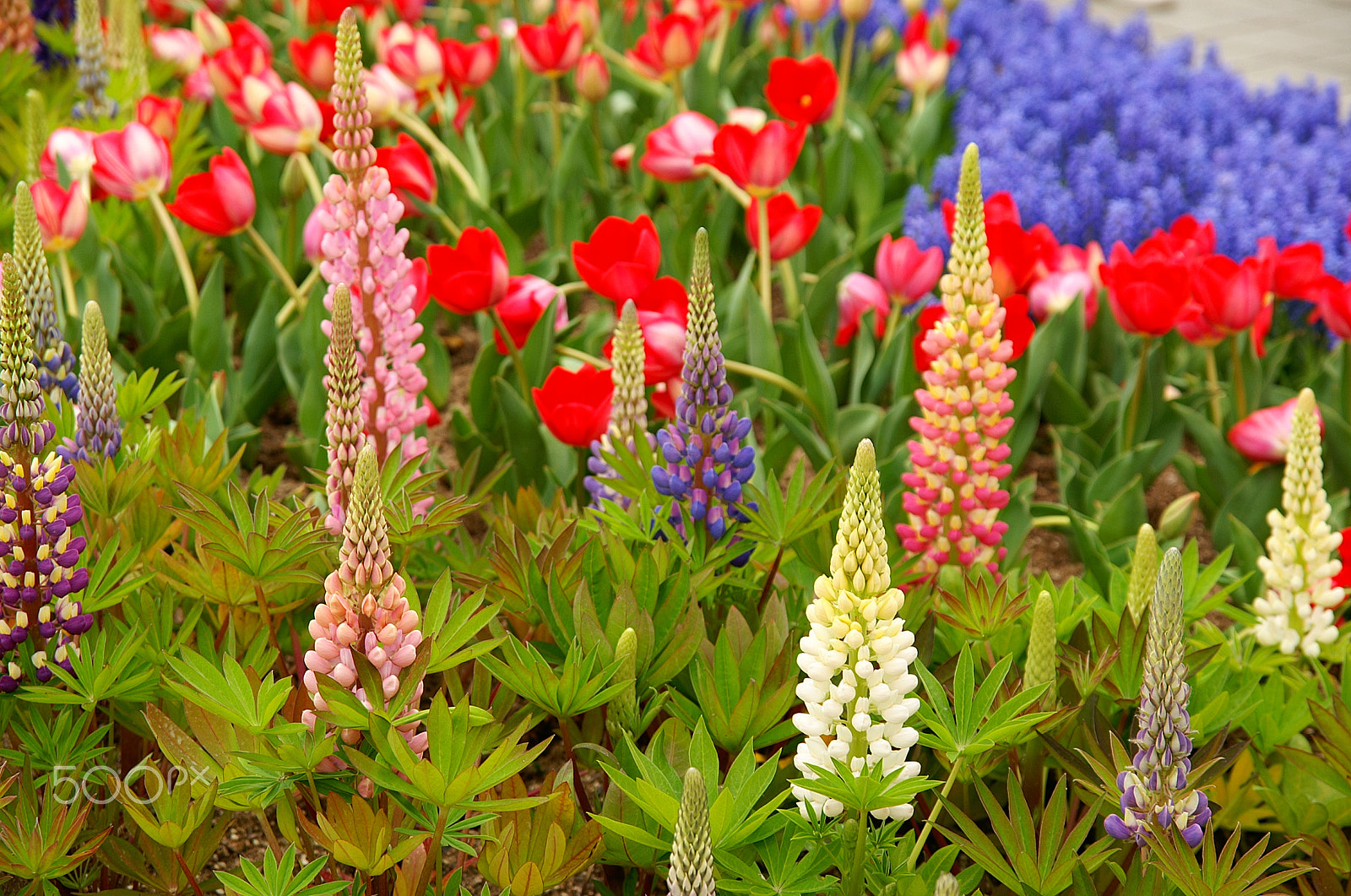KONICA MINOLTA ALPHA-7 DIGITAL sample photo. Flowers photography