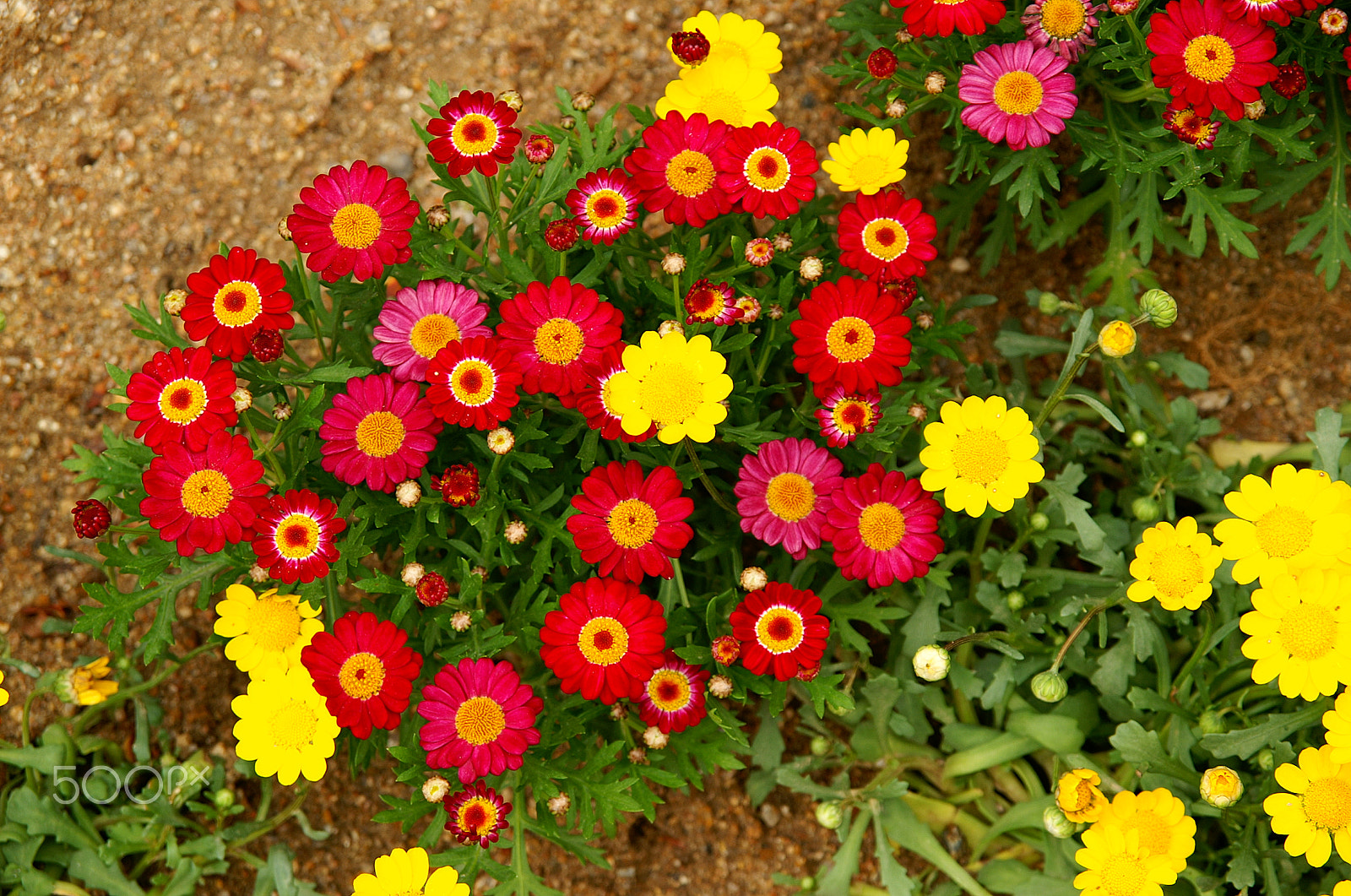 KONICA MINOLTA ALPHA-7 DIGITAL sample photo. Flowers photography