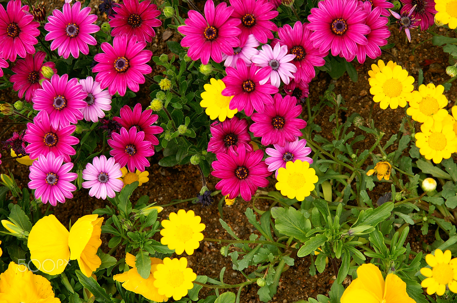 KONICA MINOLTA ALPHA-7 DIGITAL sample photo. Flowers photography