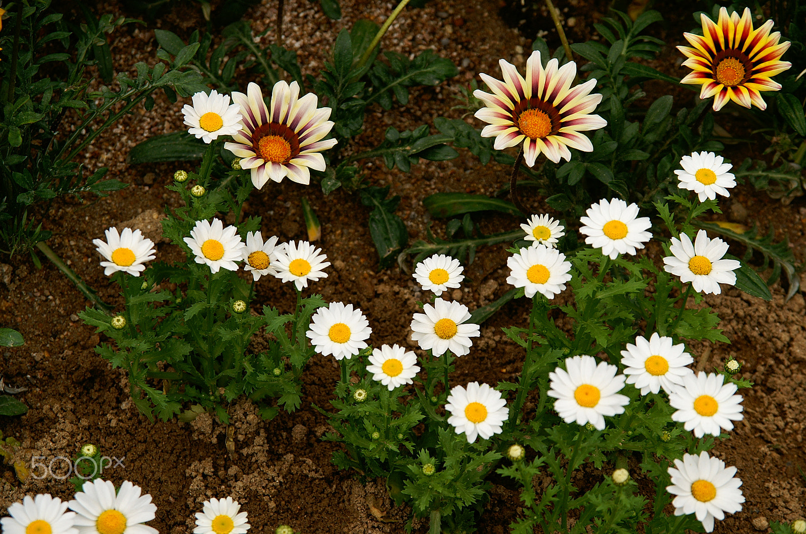 KONICA MINOLTA ALPHA-7 DIGITAL sample photo. Flowers photography