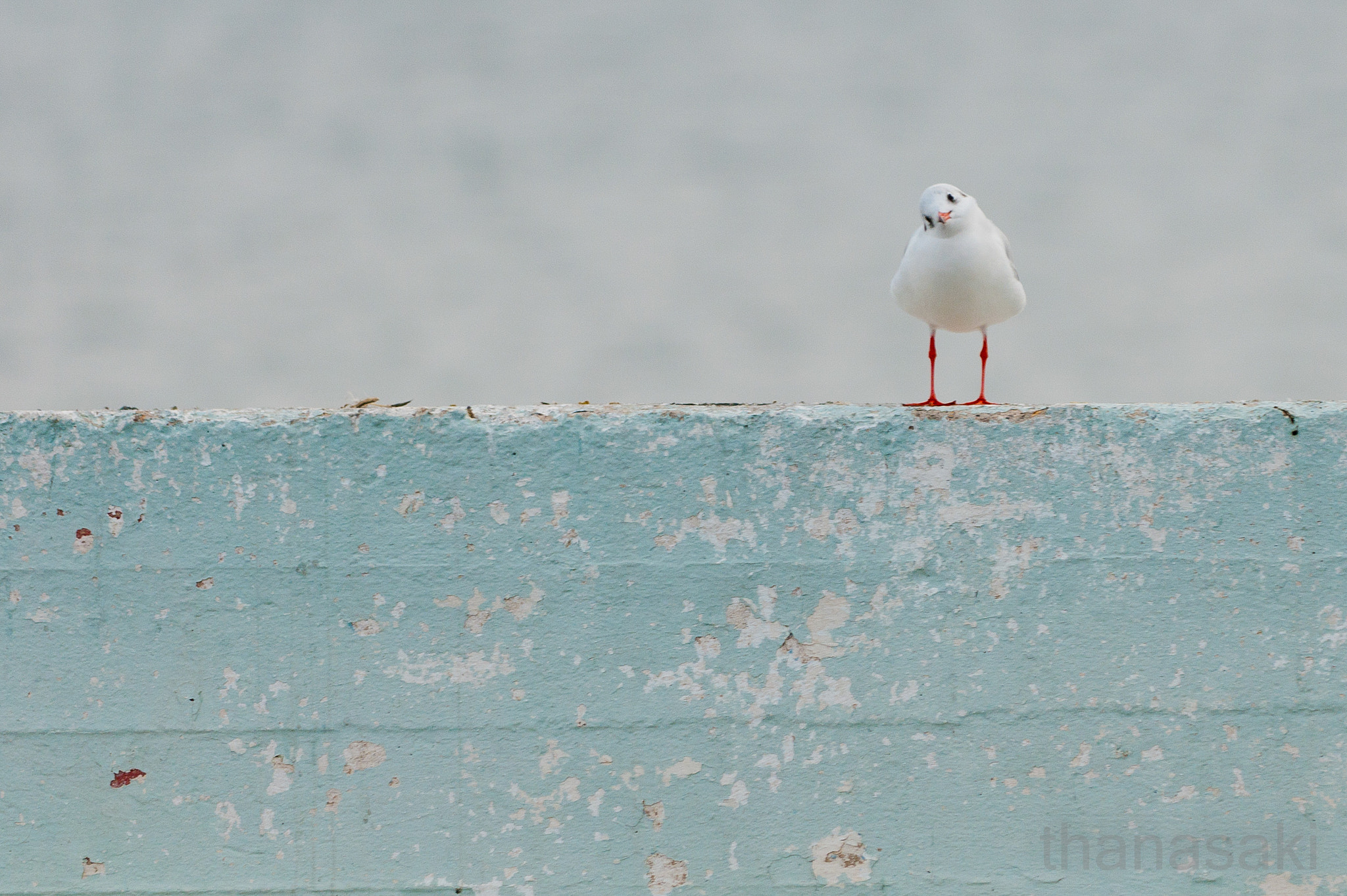Sigma 150-500mm F5-6.3 DG OS HSM sample photo. Looking me, looking you... photography