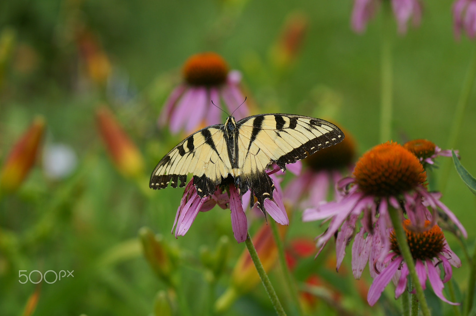 Sony Alpha DSLR-A700 + Minolta AF 100mm F2.8 Macro [New] sample photo. Flowers photography