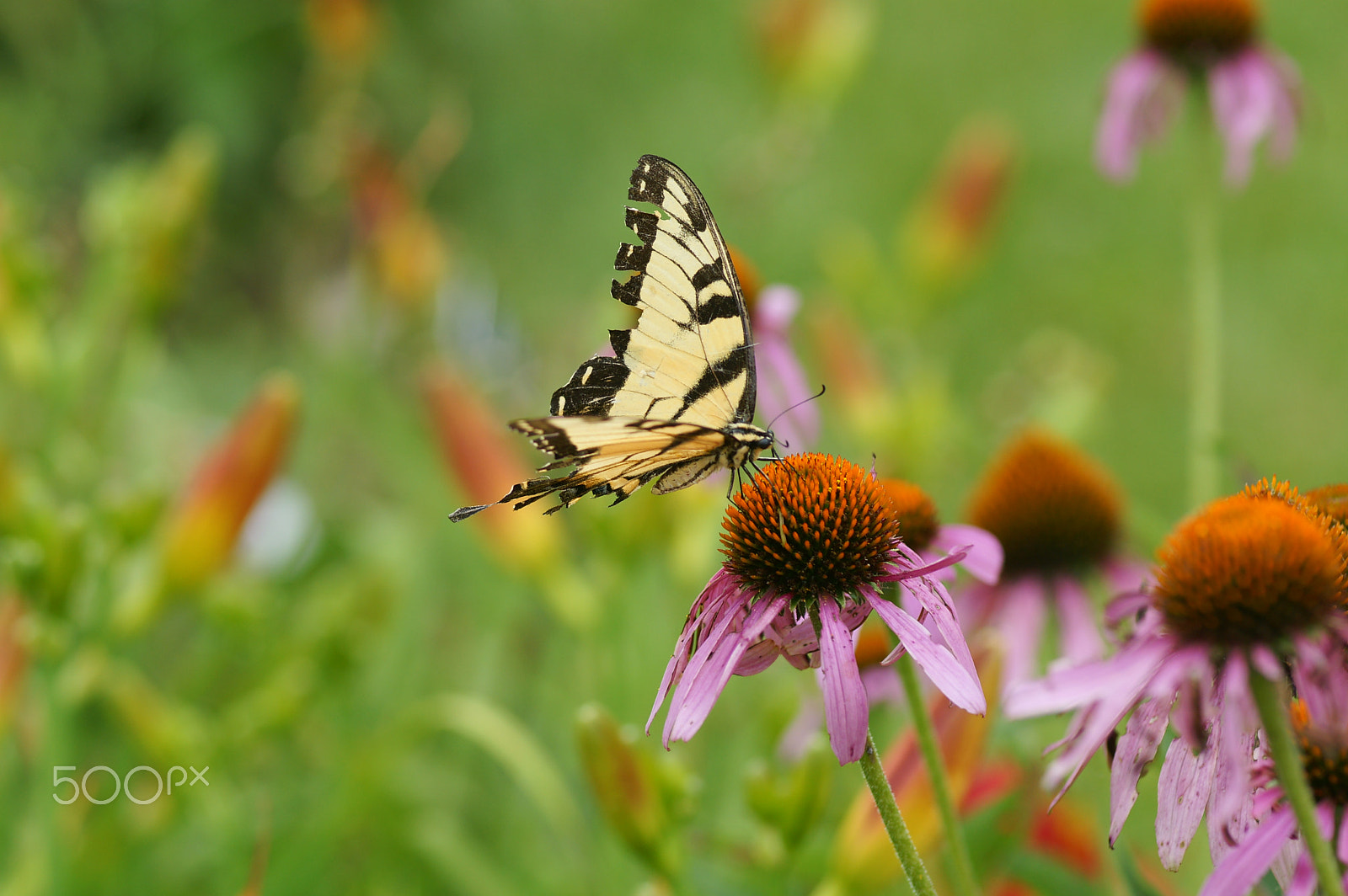 Sony Alpha DSLR-A700 + Minolta AF 100mm F2.8 Macro [New] sample photo. Flowers photography