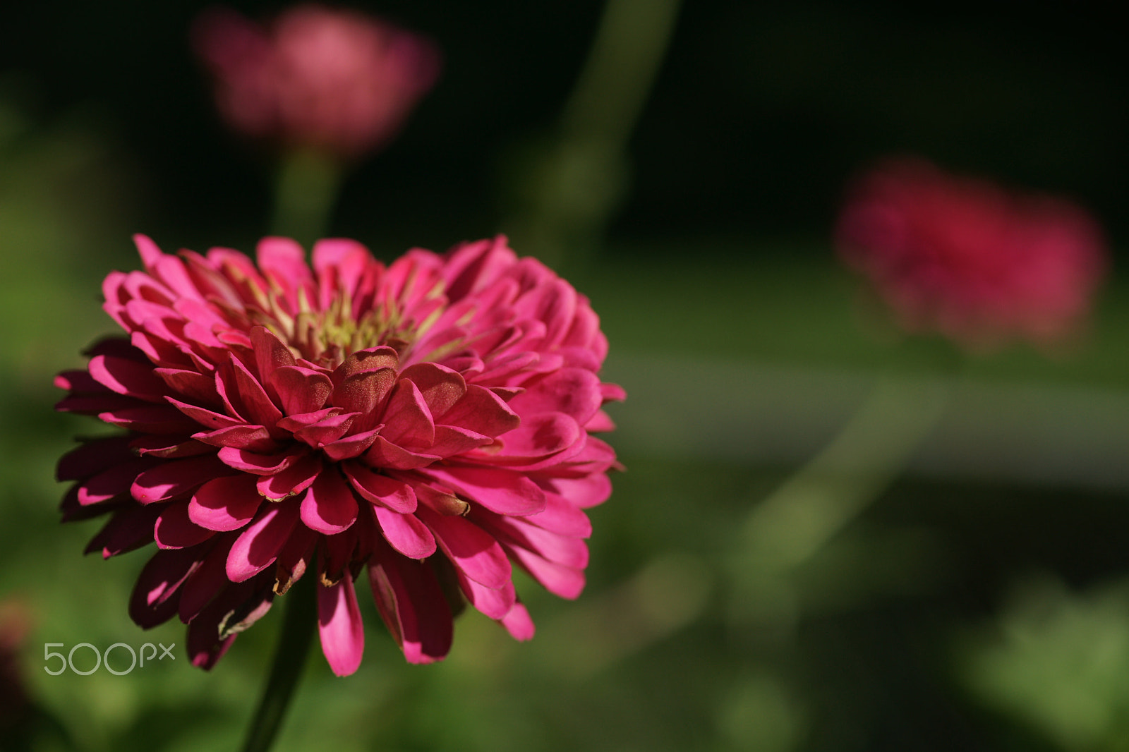 Sony Alpha DSLR-A850 + Minolta AF 100mm F2.8 Macro [New] sample photo. Flowers photography