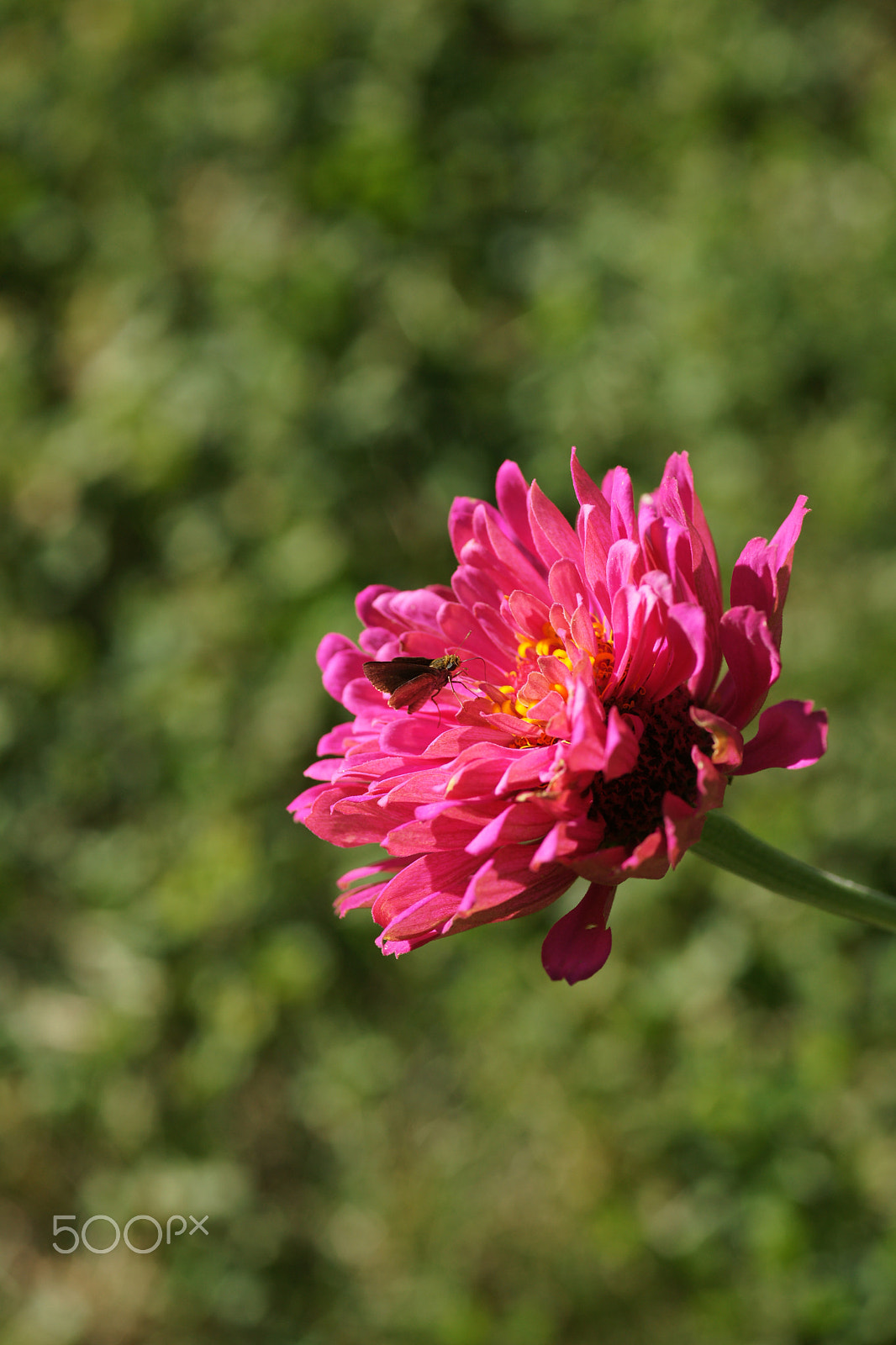 Sony Alpha DSLR-A850 + Minolta AF 100mm F2.8 Macro [New] sample photo. Flowers photography