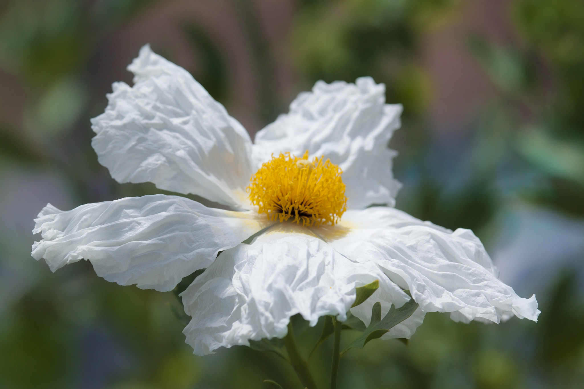 Canon EF 100-400mm F4.5-5.6L IS USM sample photo. Matilija poppy romneya coulteri photography