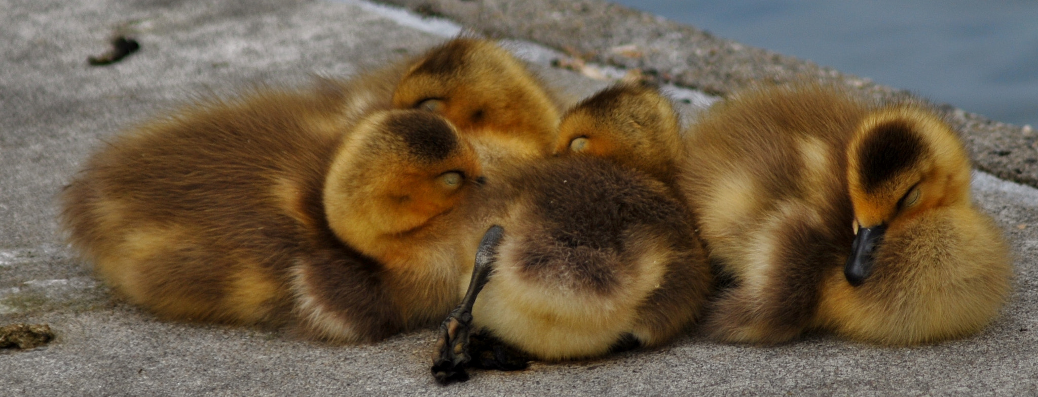 AF Zoom-Nikkor 75-300mm f/4.5-5.6 sample photo. Nap time photography