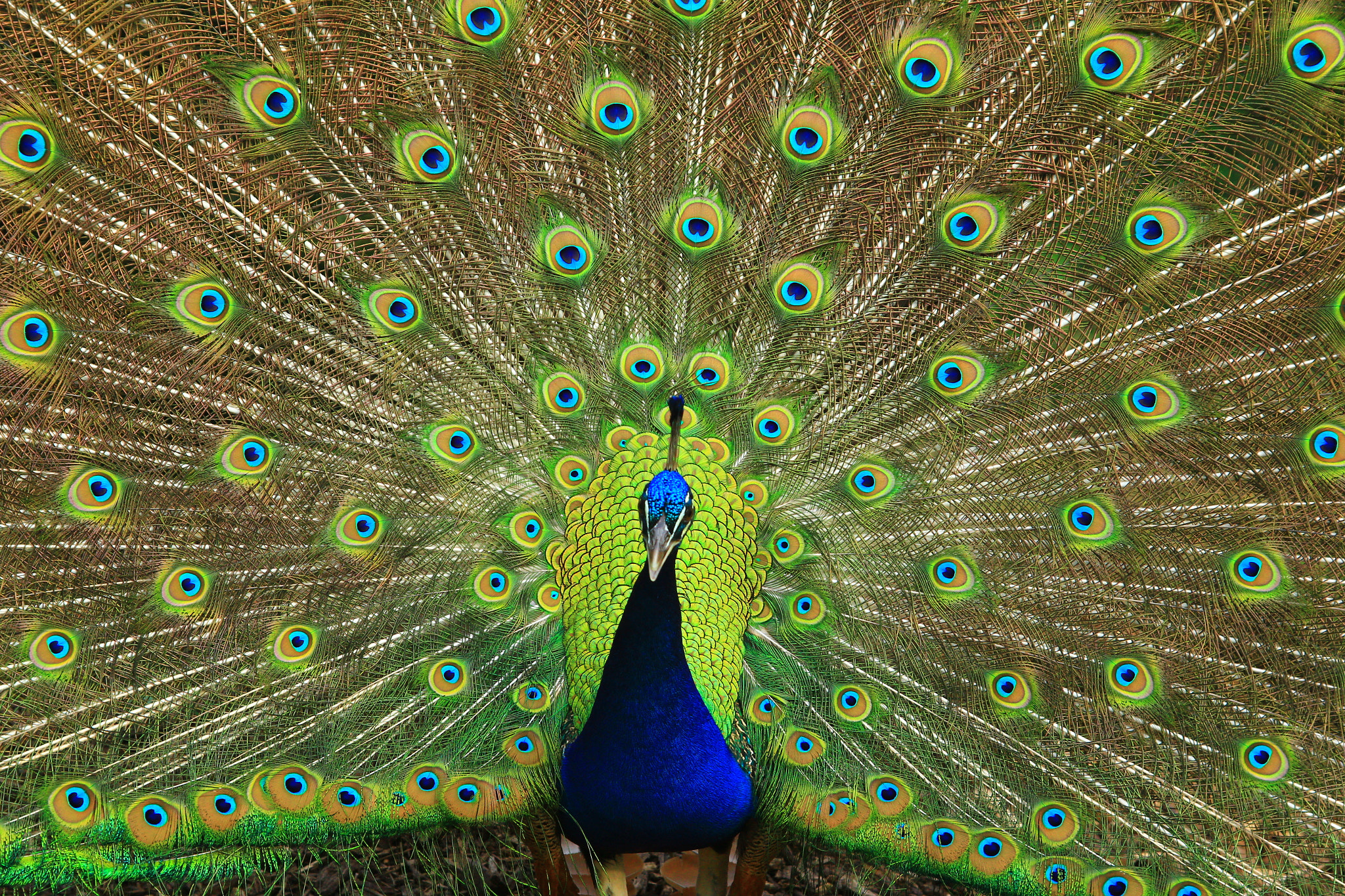 Canon EOS 60D + Canon EF 24-85mm F3.5-4.5 USM sample photo. Peacock at mayfield park photography
