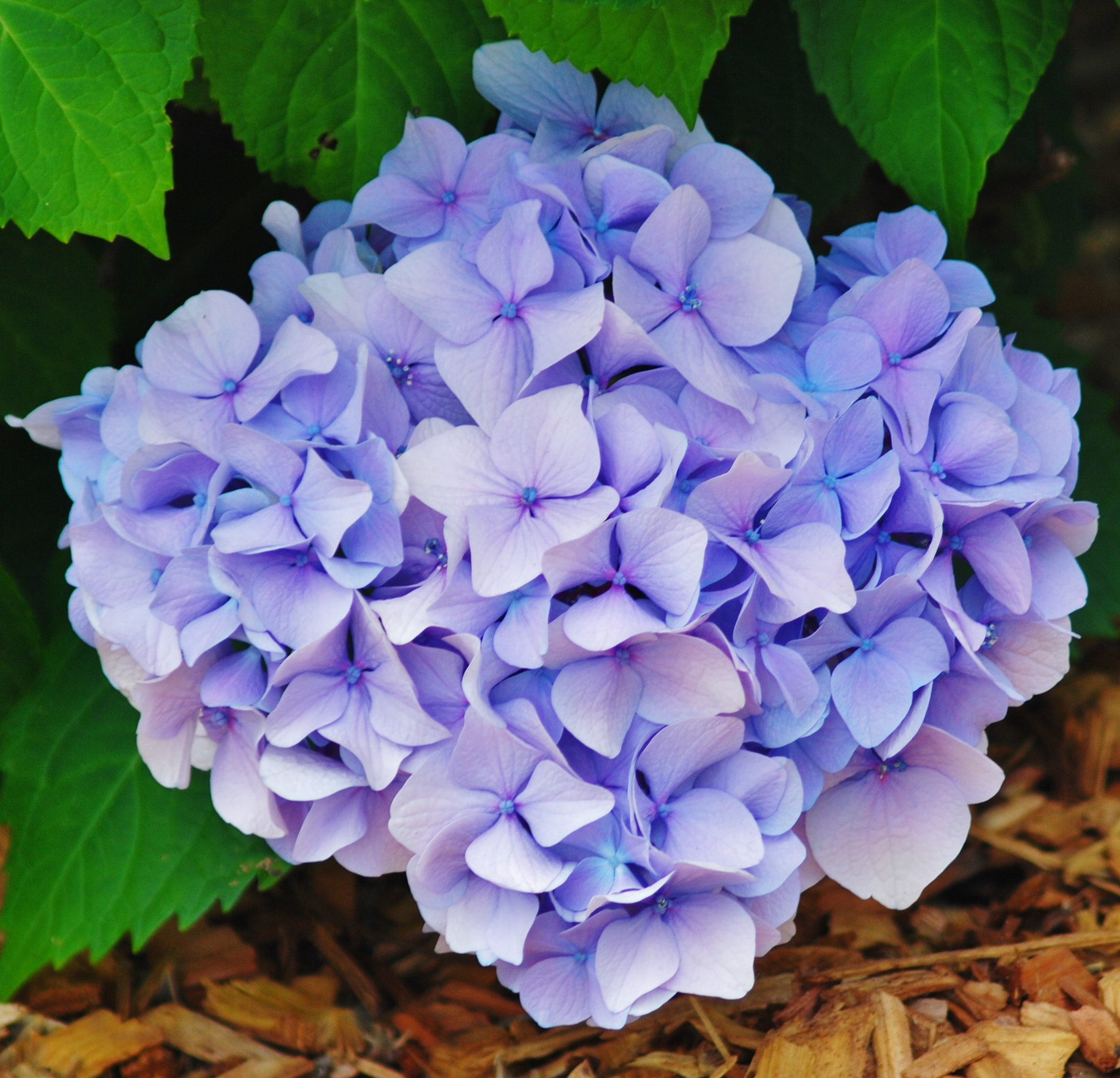 AF Zoom-Nikkor 75-300mm f/4.5-5.6 sample photo. Purple and white photography